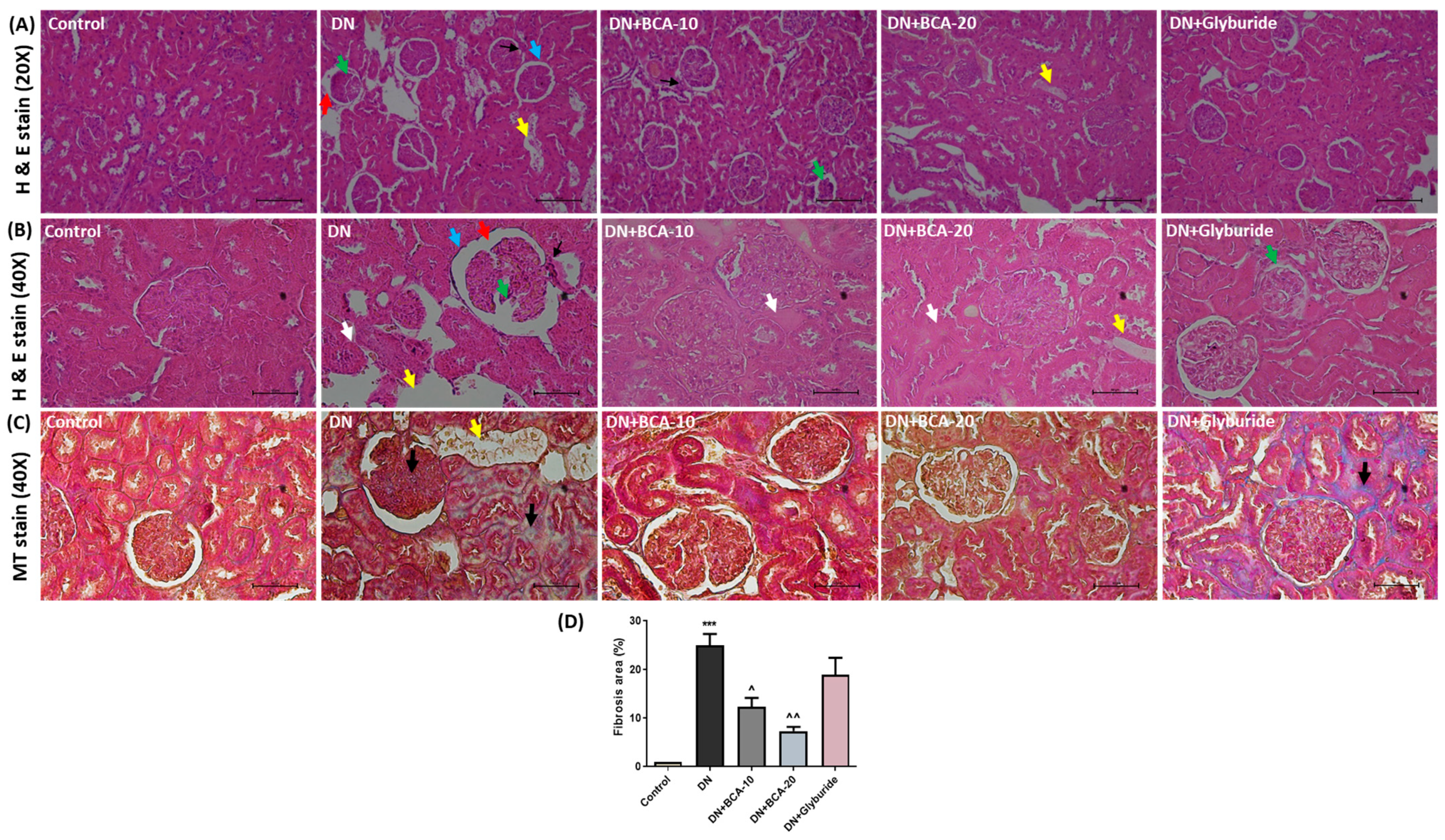Antioxidants 12 01052 g005 Antioxidants 12 01052 g005