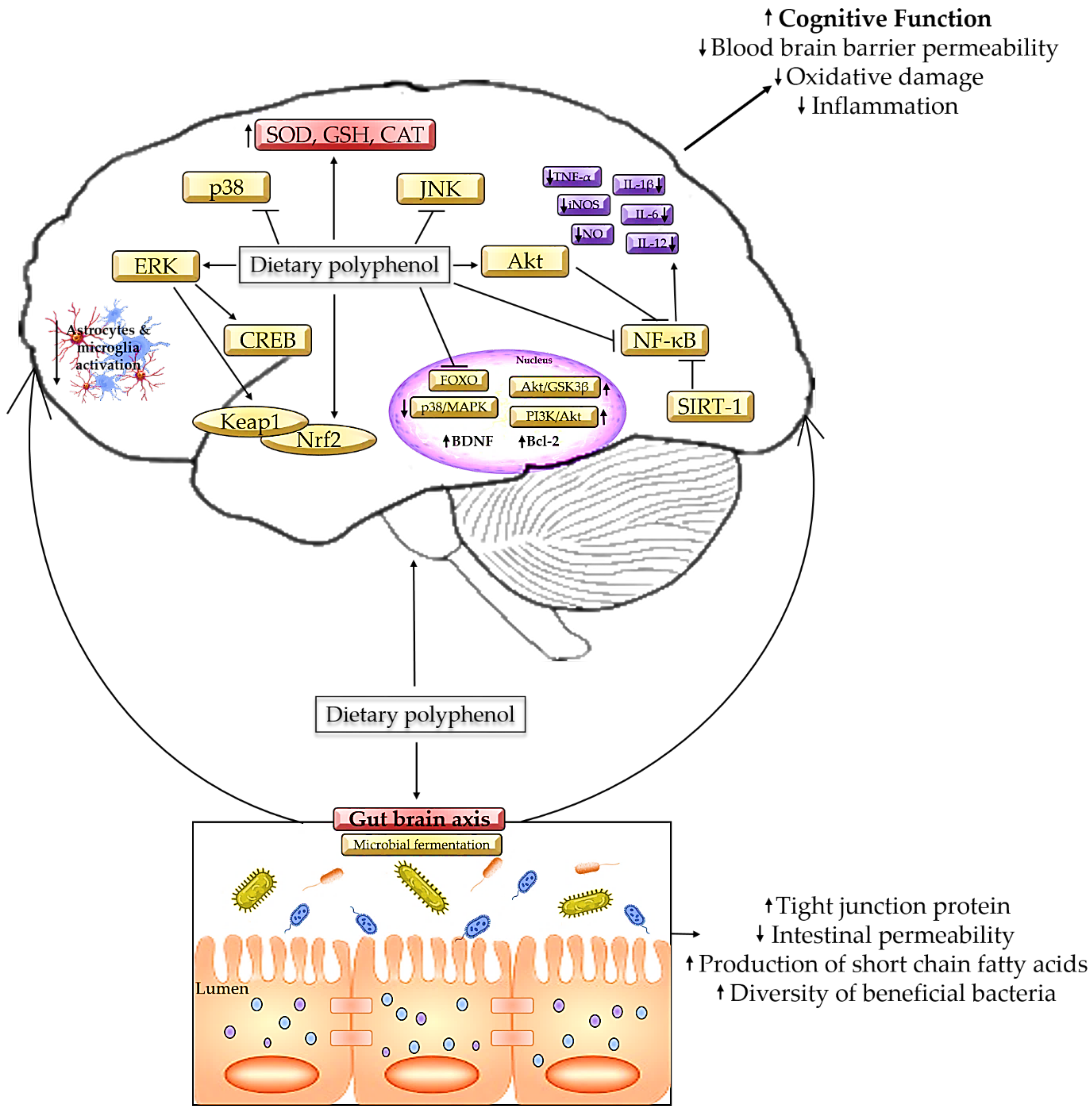 Antioxidants 12 01054 g003