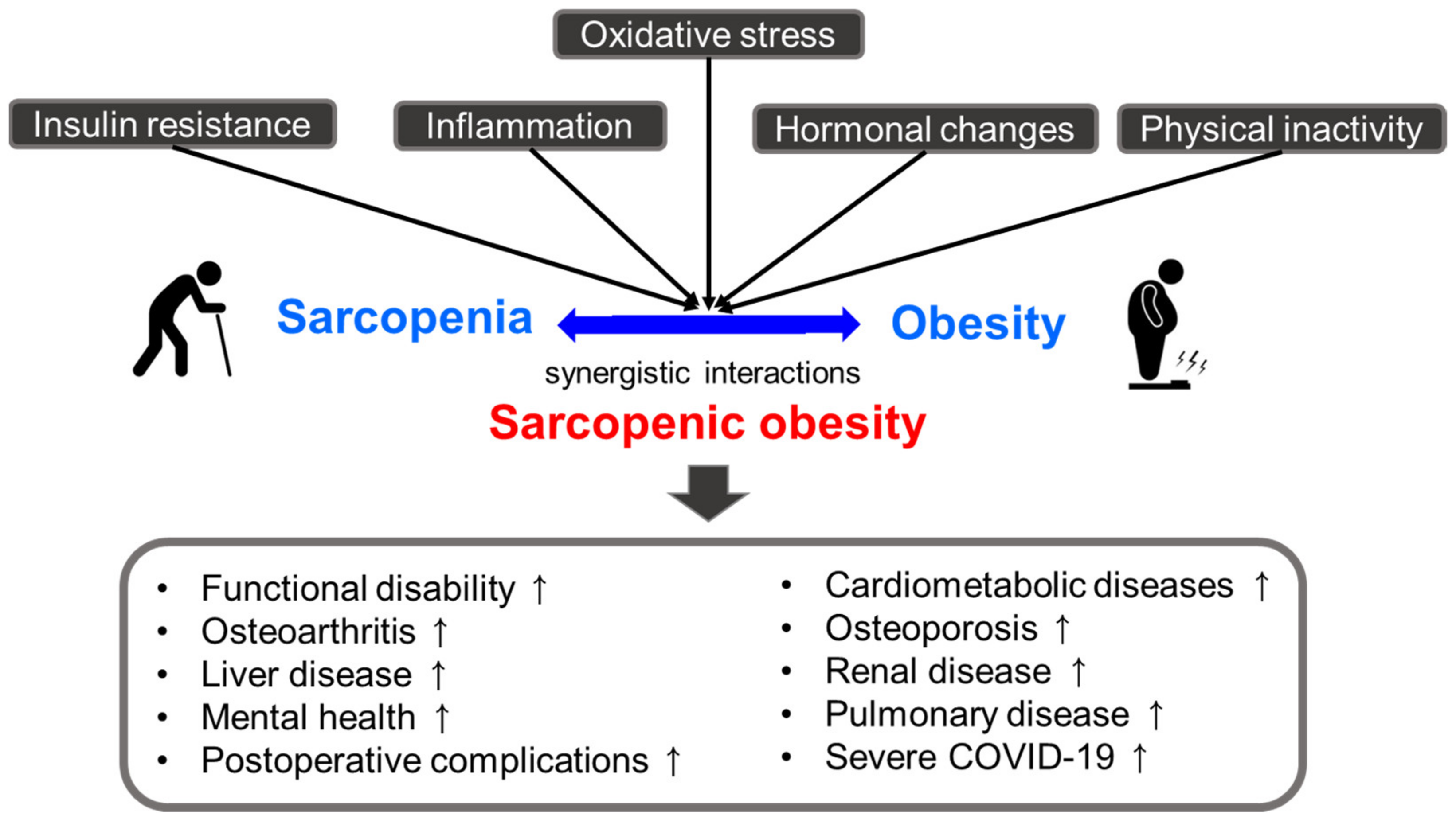 Antioxidants | Free Full-Text | Sarcopenic Obesity: Involvement of  Oxidative Stress and Beneficial Role of Antioxidant Flavonoids