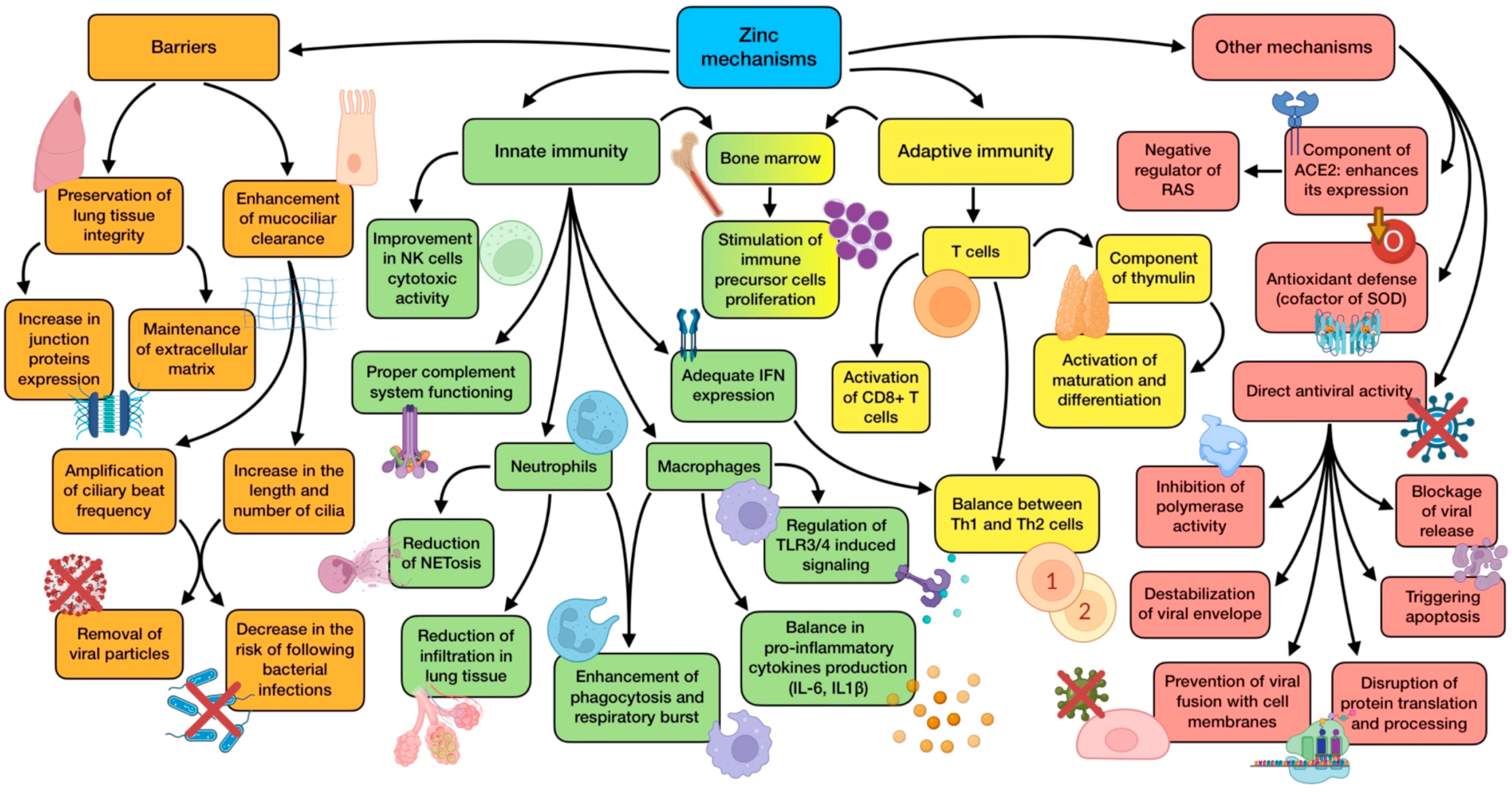 Antioxidants 12 01104 g002 Antioxidants 12 01104 g002