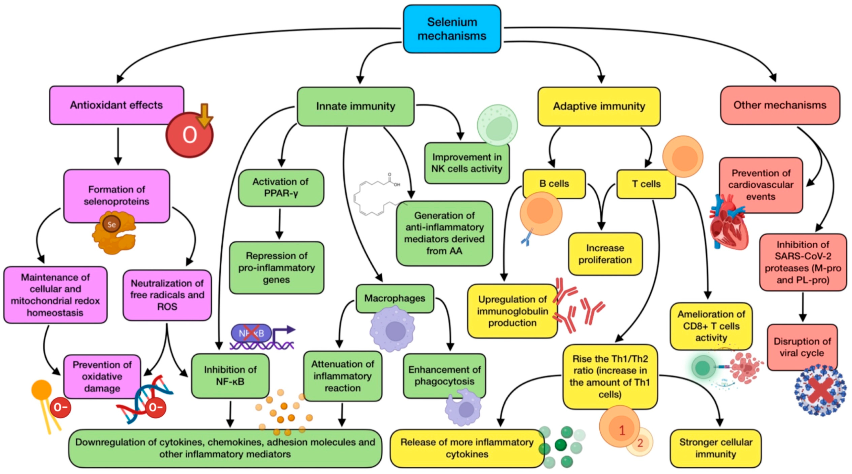 Antioxidants 12 01104 g003 Antioxidants 12 01104 g003