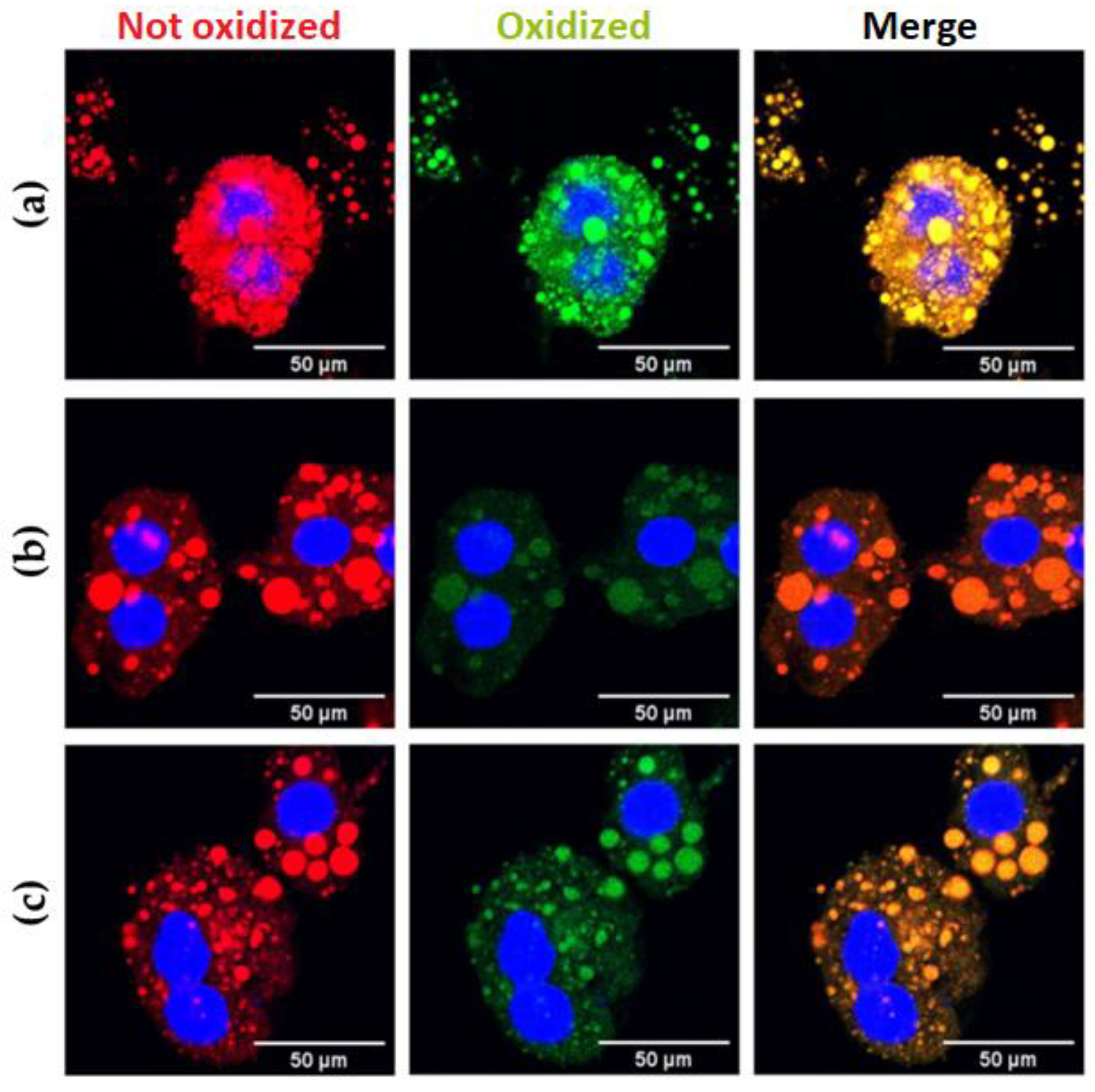 Antioxidants 12 01108 g005