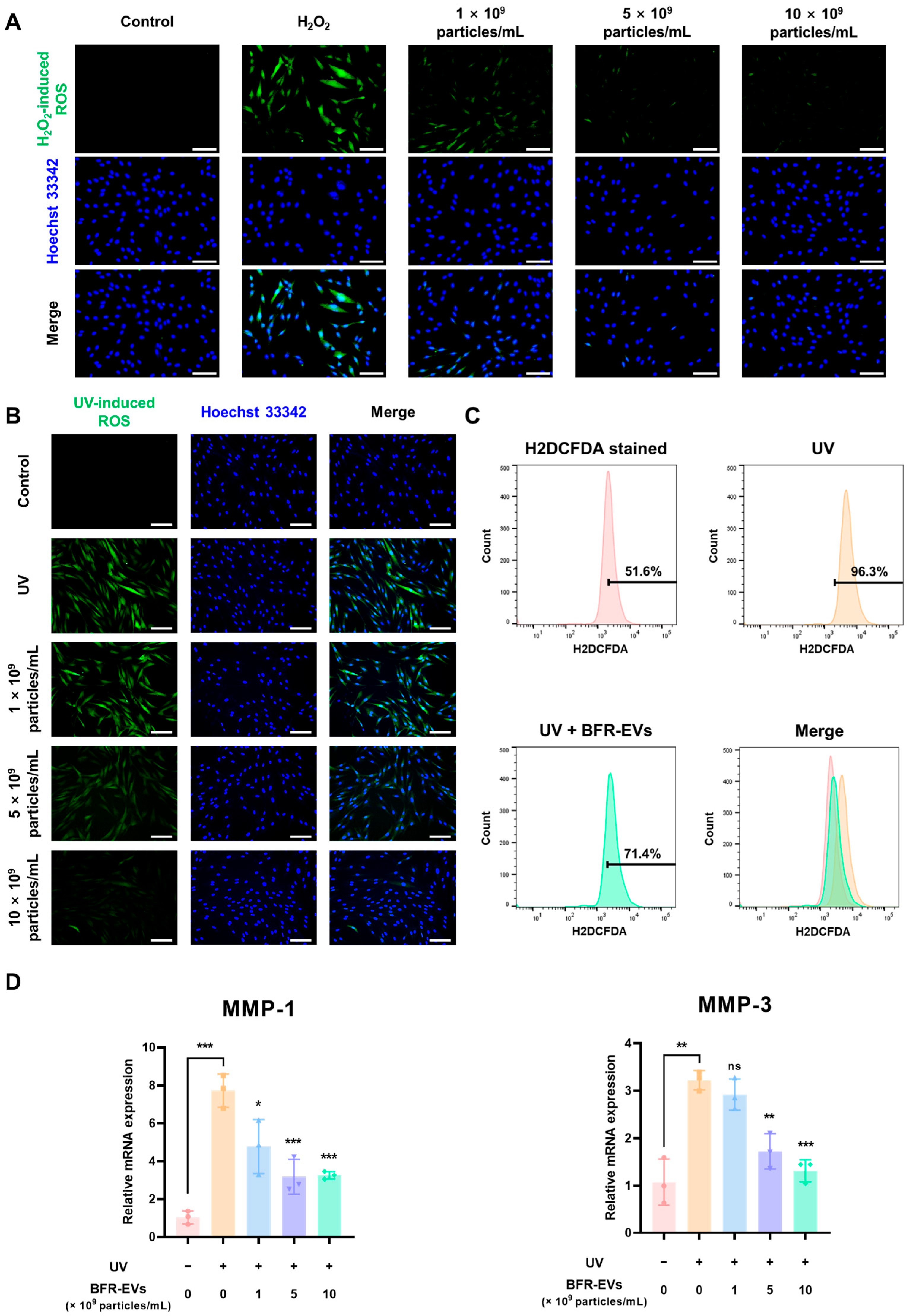 Antioxidants 12 01146 g005 Antioxidants 12 01146 g005