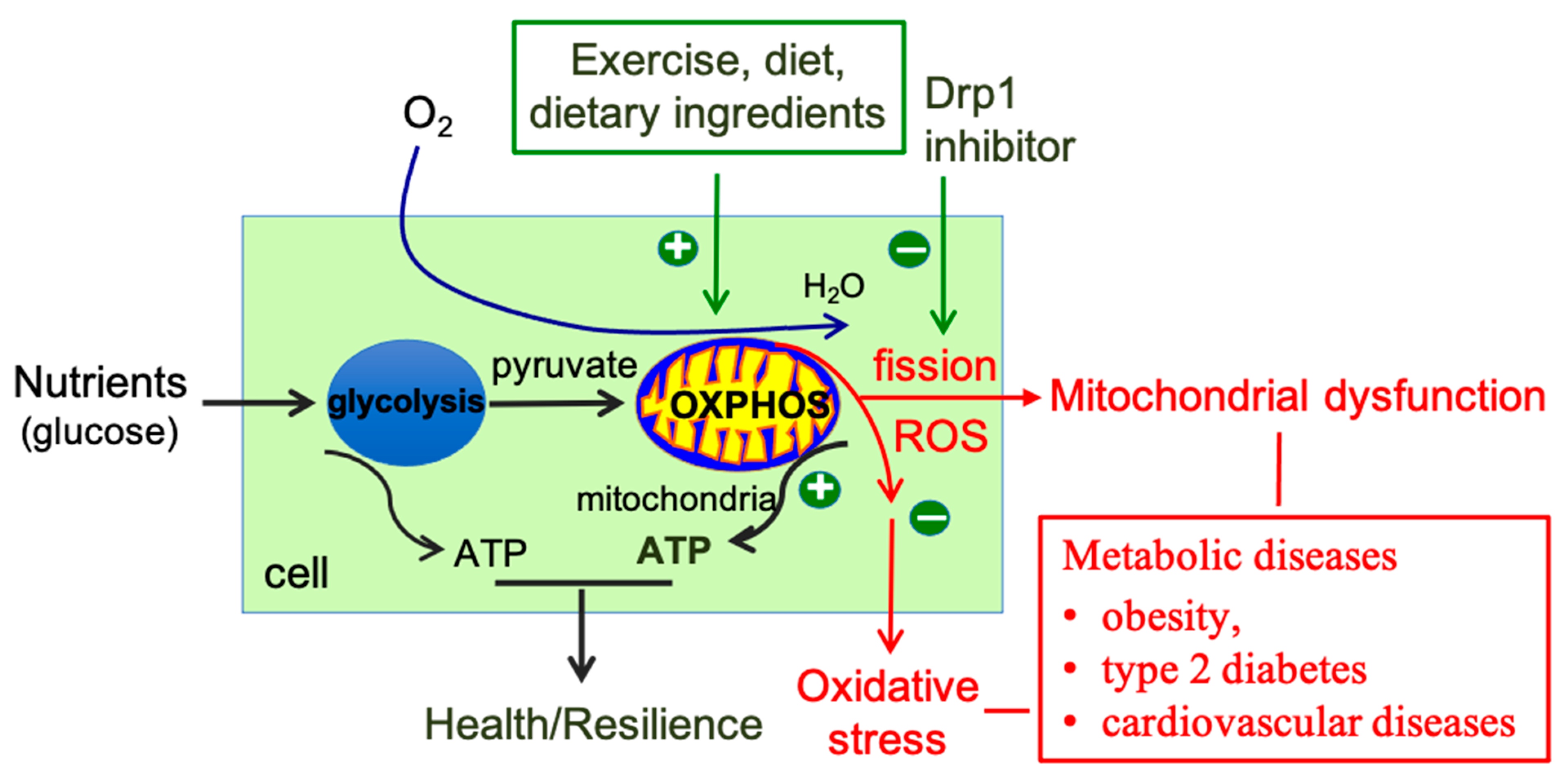 Antioxidants 12 01163 g004
