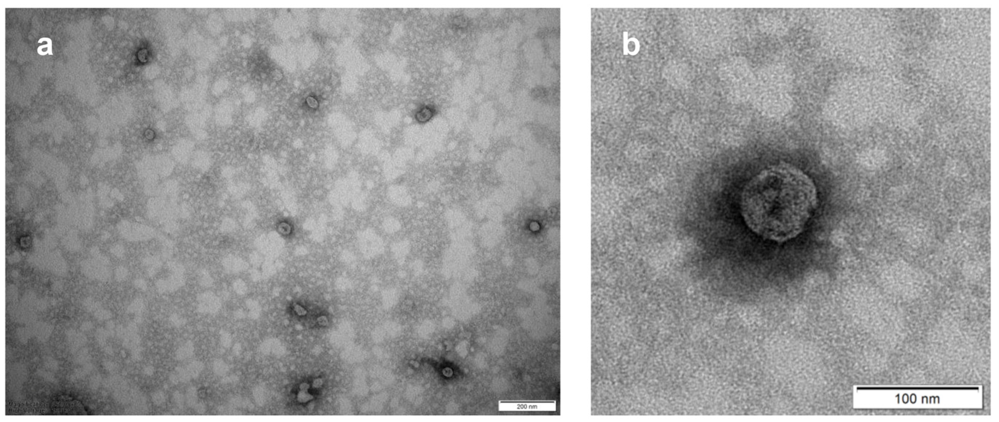 Antioxidants 12 01169 g002