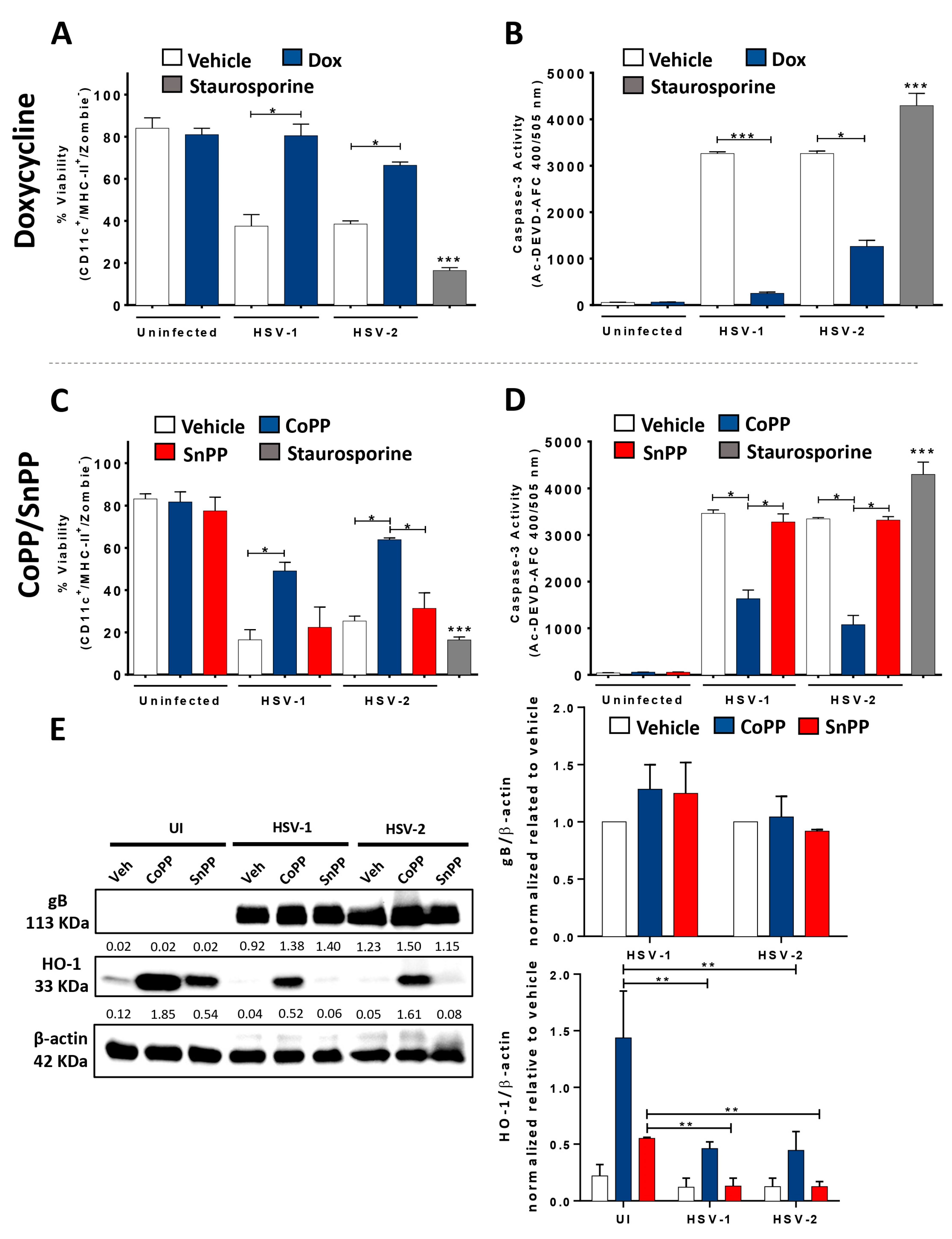 Antioxidants | Free Full-Text | Heme Oxygenase-1 Expression in Dendritic  Cells Contributes to Protective Immunity against Herpes Simplex Virus Skin  Infection