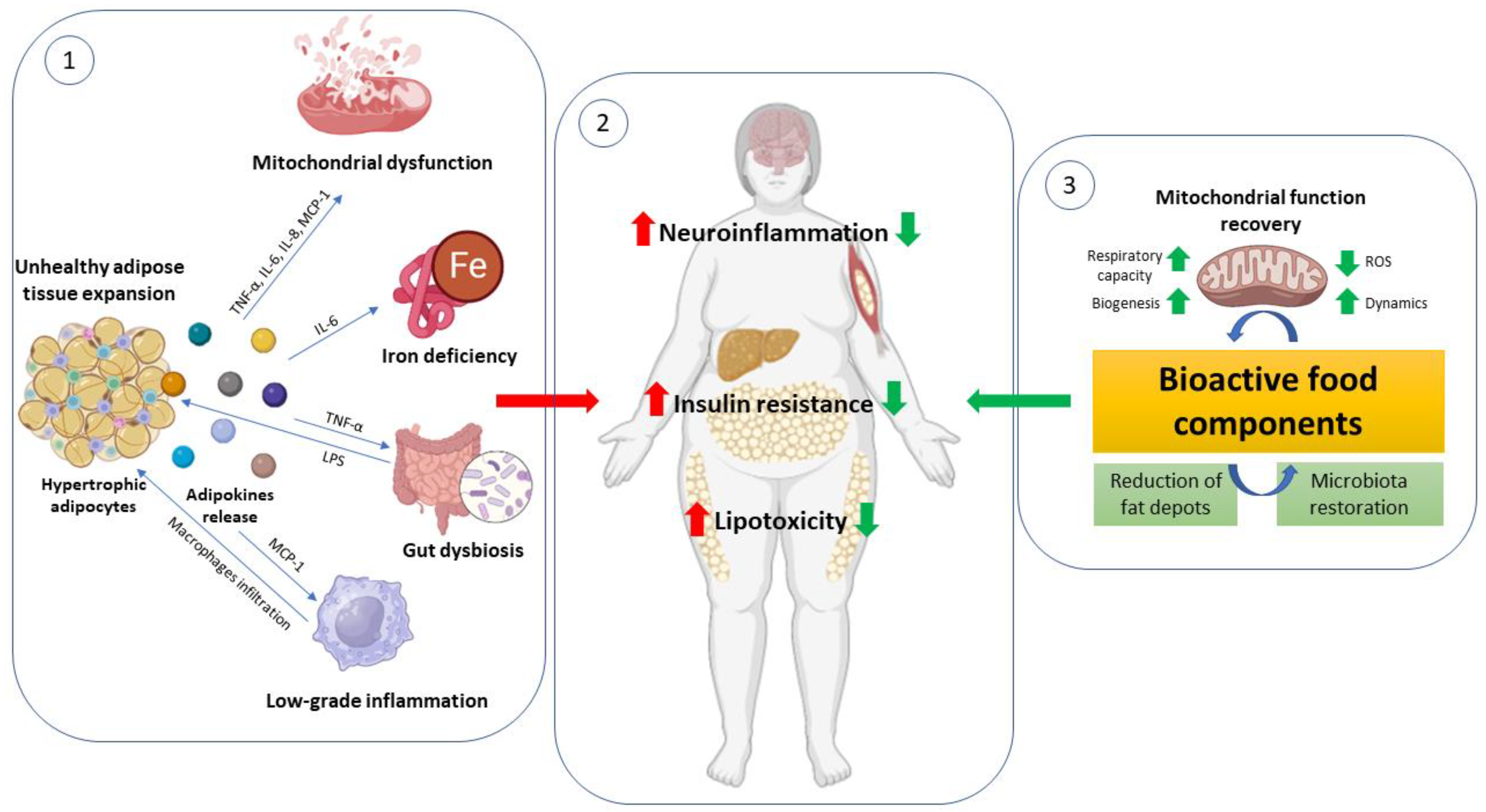 Antioxidants | Free Full-Text | From Obesity-Induced Low-Grade Inflammation  to Lipotoxicity and Mitochondrial Dysfunction: Altered Multi-Crosstalk  between Adipose Tissue and Metabolically Active Organs