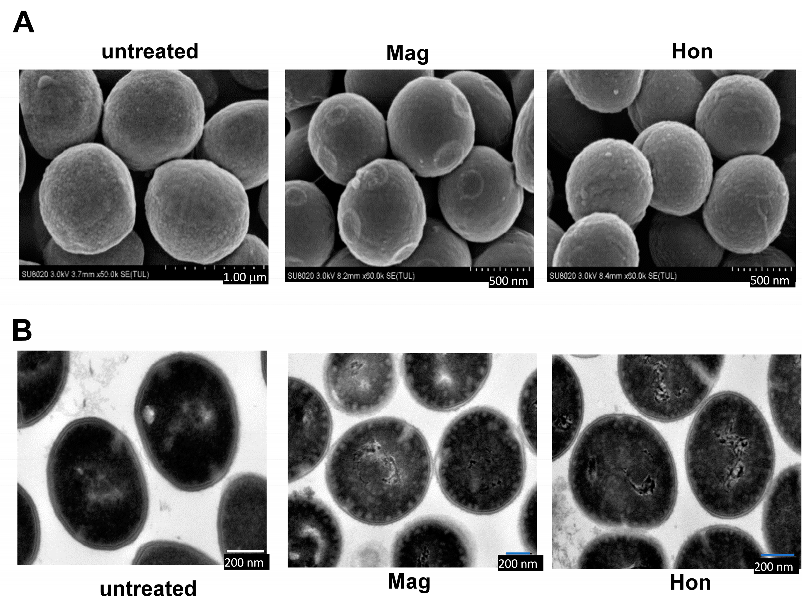Antioxidants 12 01180 g004