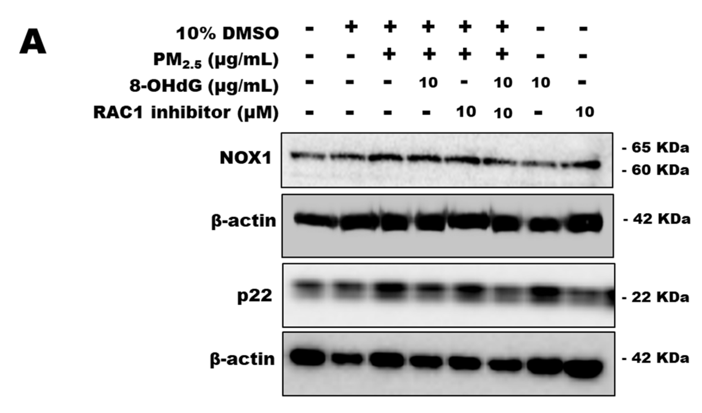 Antioxidants 12 01189 g005a