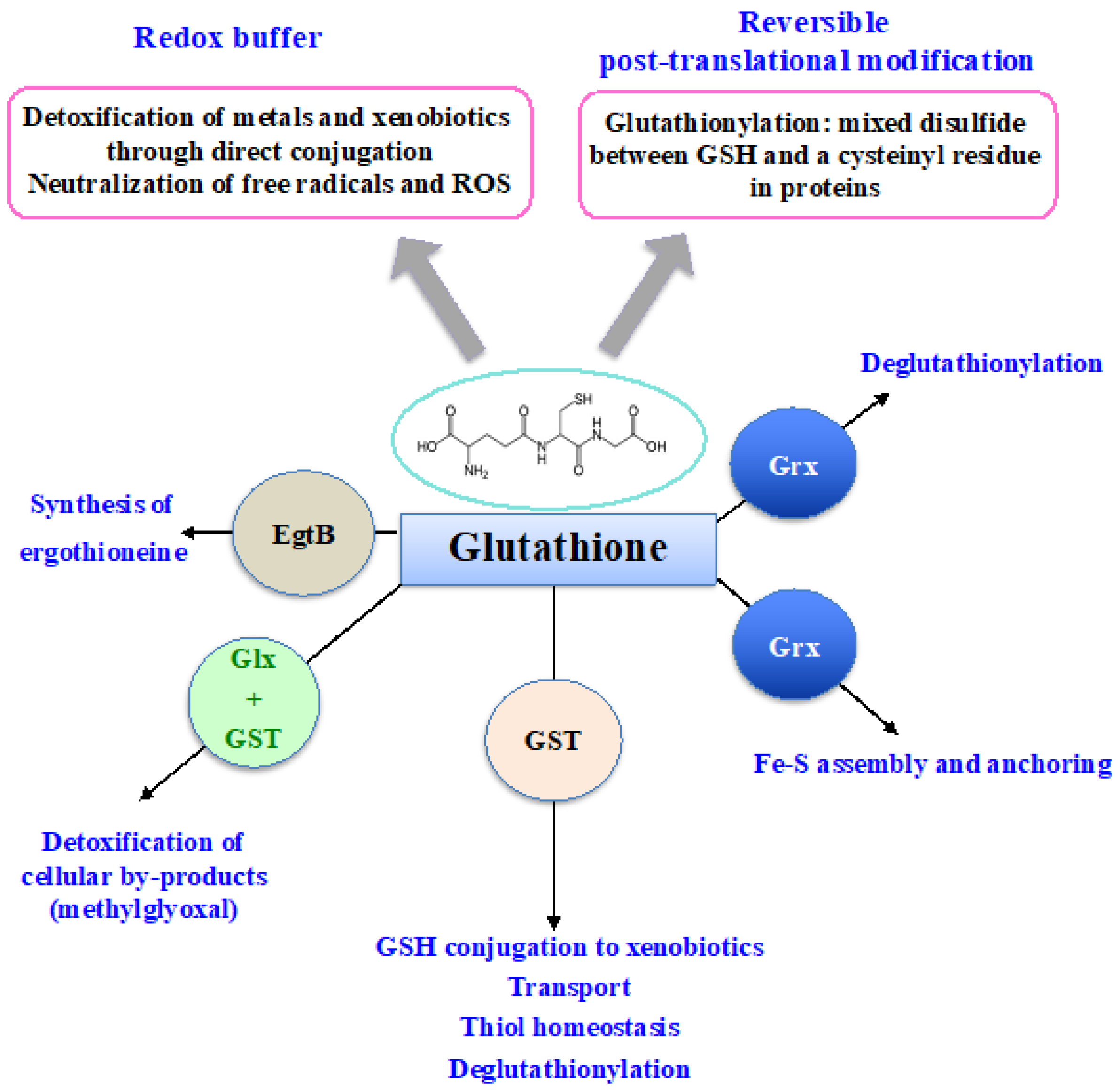 Глутатион анализ. Глутатион Япония. Glutathione Cycle. Глутатион до и после. Глутатион PNG.