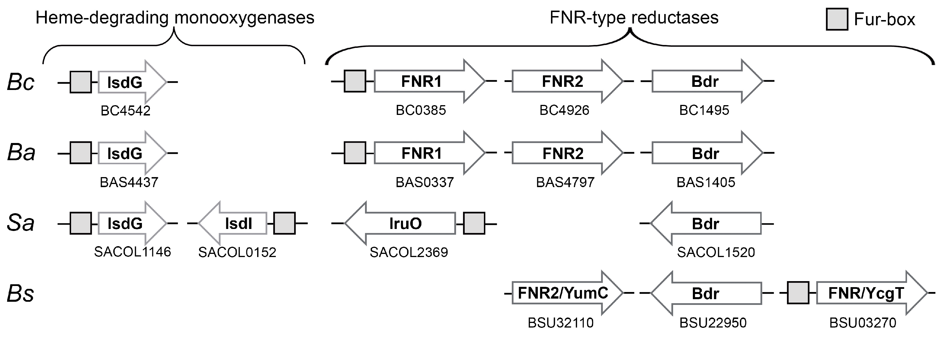 Antioxidants 12 01224 g006