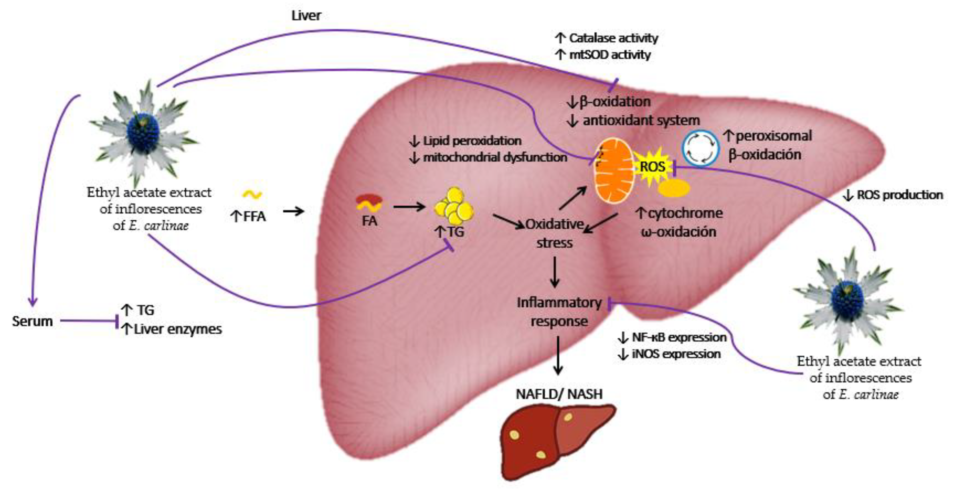 Antioxidants 12 01235 g006 Antioxidants 12 01235 g006