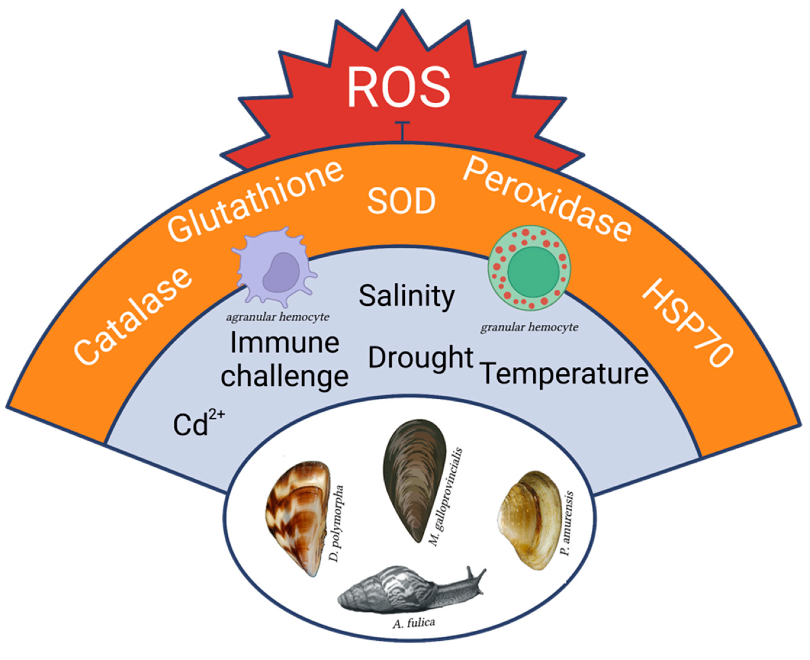Antioxidants 12 01266 g001 Antioxidants 12 01266 g001