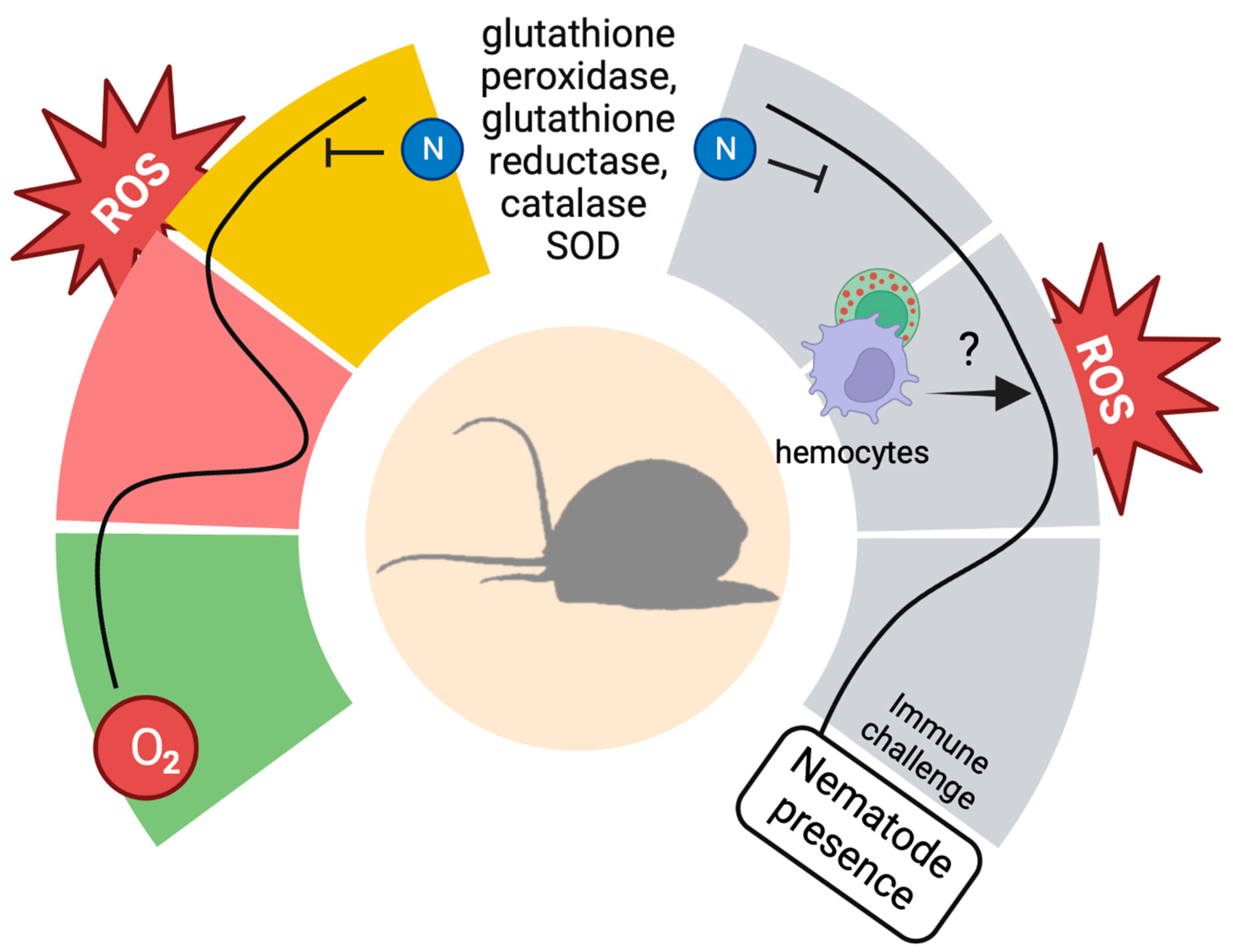 Antioxidants 12 01266 g002 Antioxidants 12 01266 g002