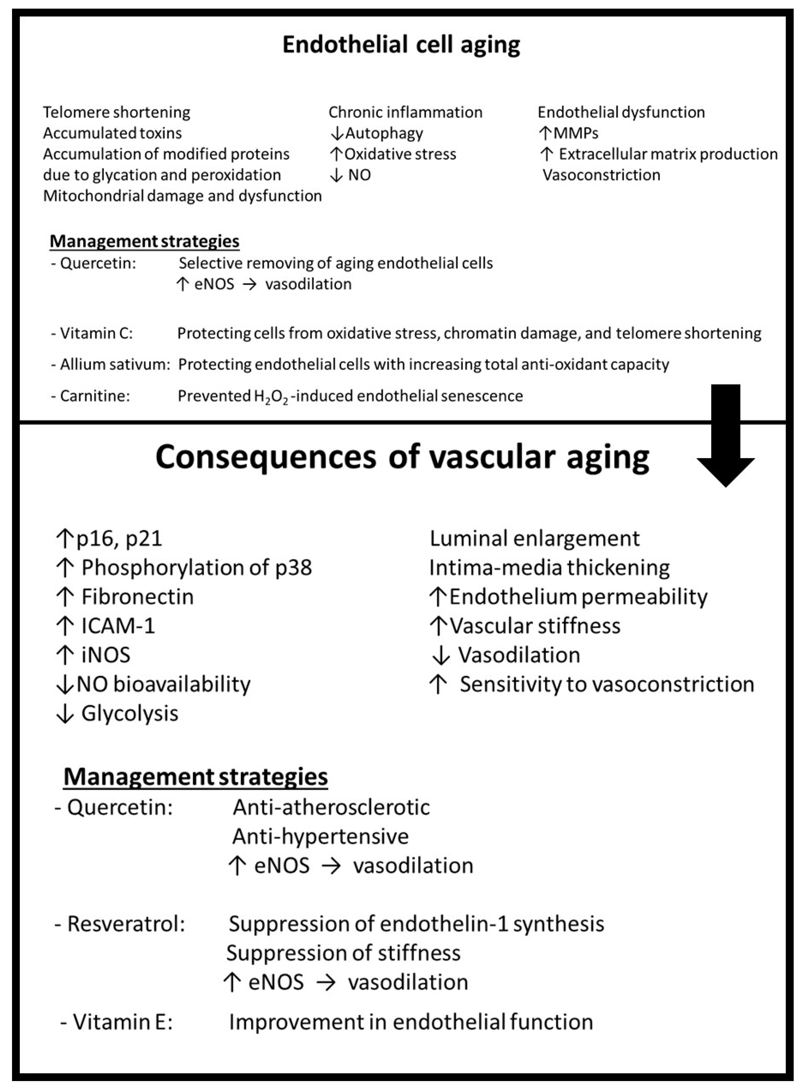 Antioxidants 12 01295 g003 Antioxidants 12 01295 g003