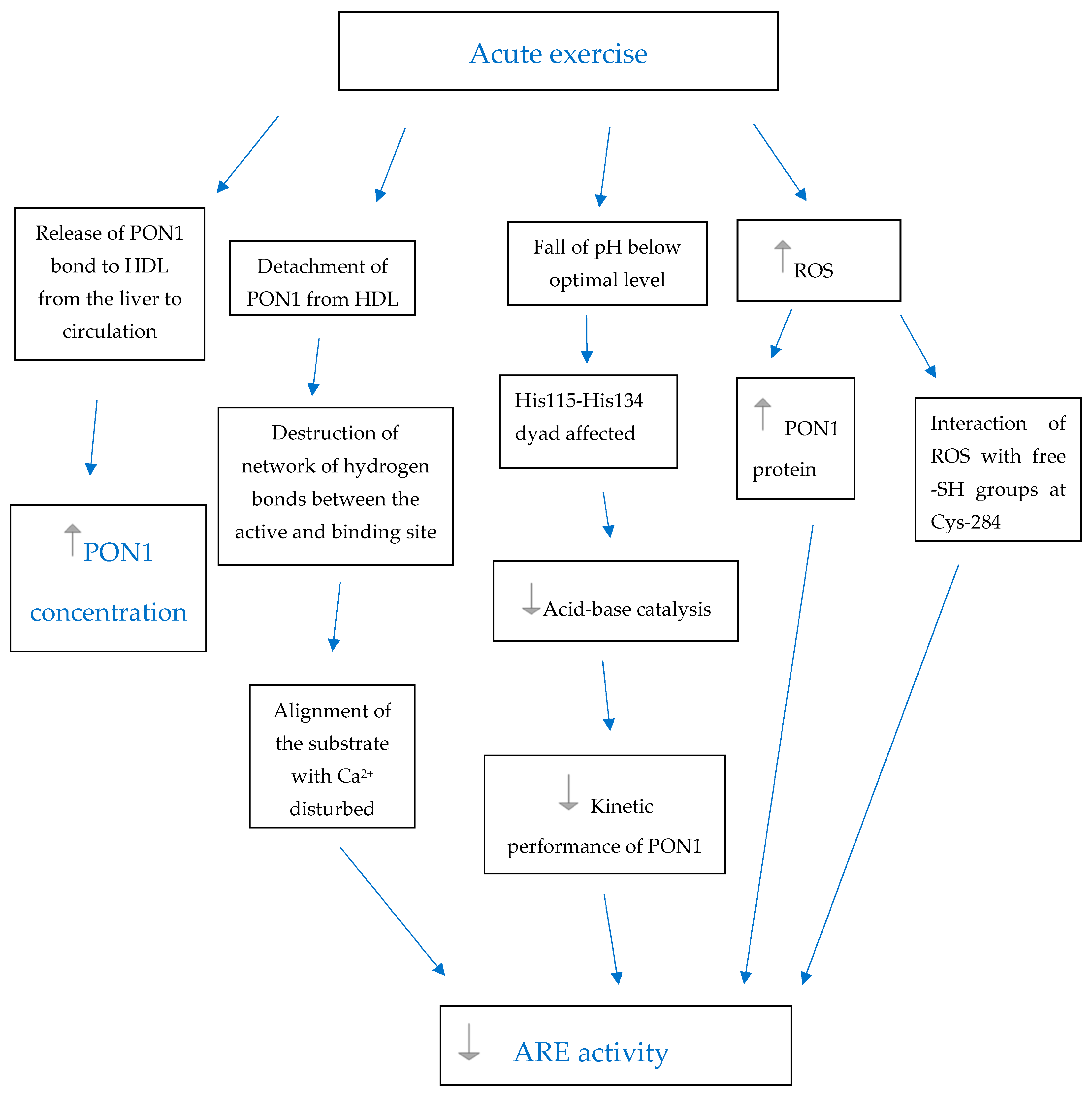 Antioxidants 12 01296 g001 Antioxidants 12 01296 g001