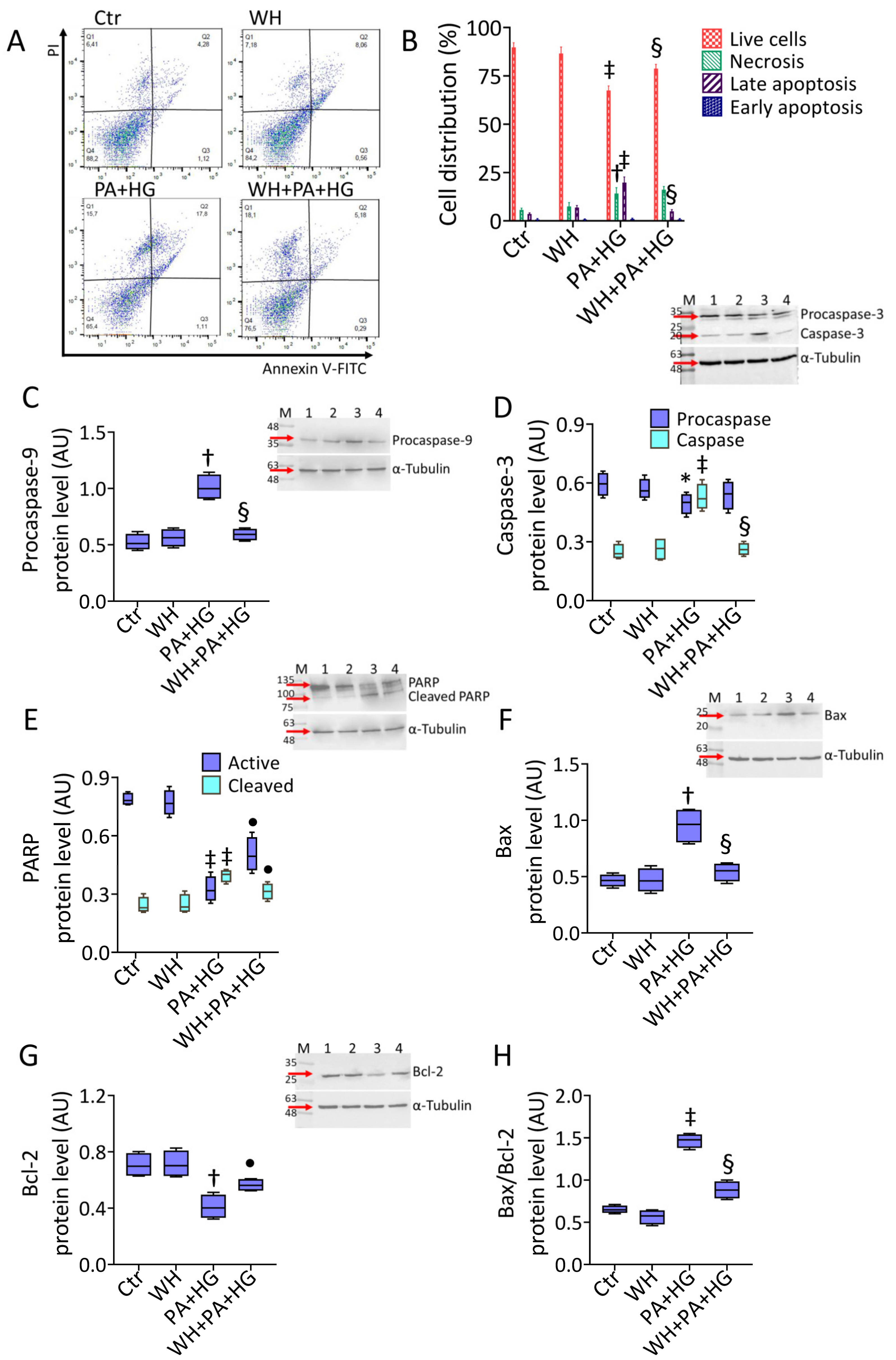 Antioxidants 12 01311 g002
