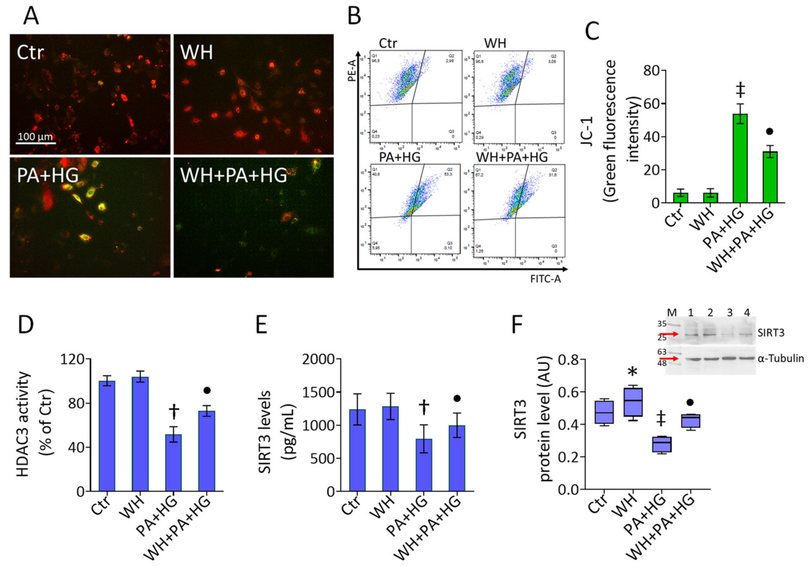 Antioxidants 12 01311 g004