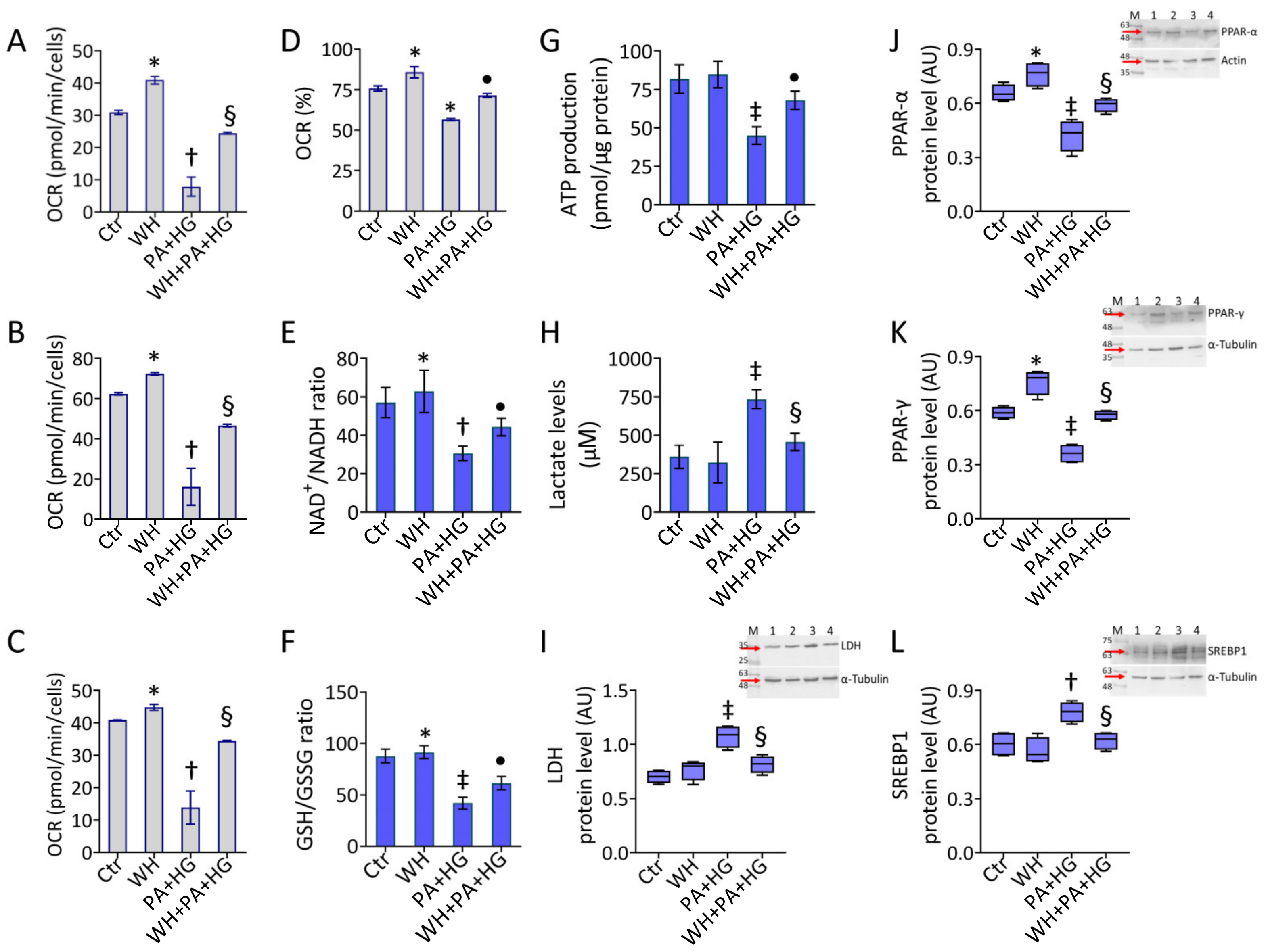 Antioxidants 12 01311 g005