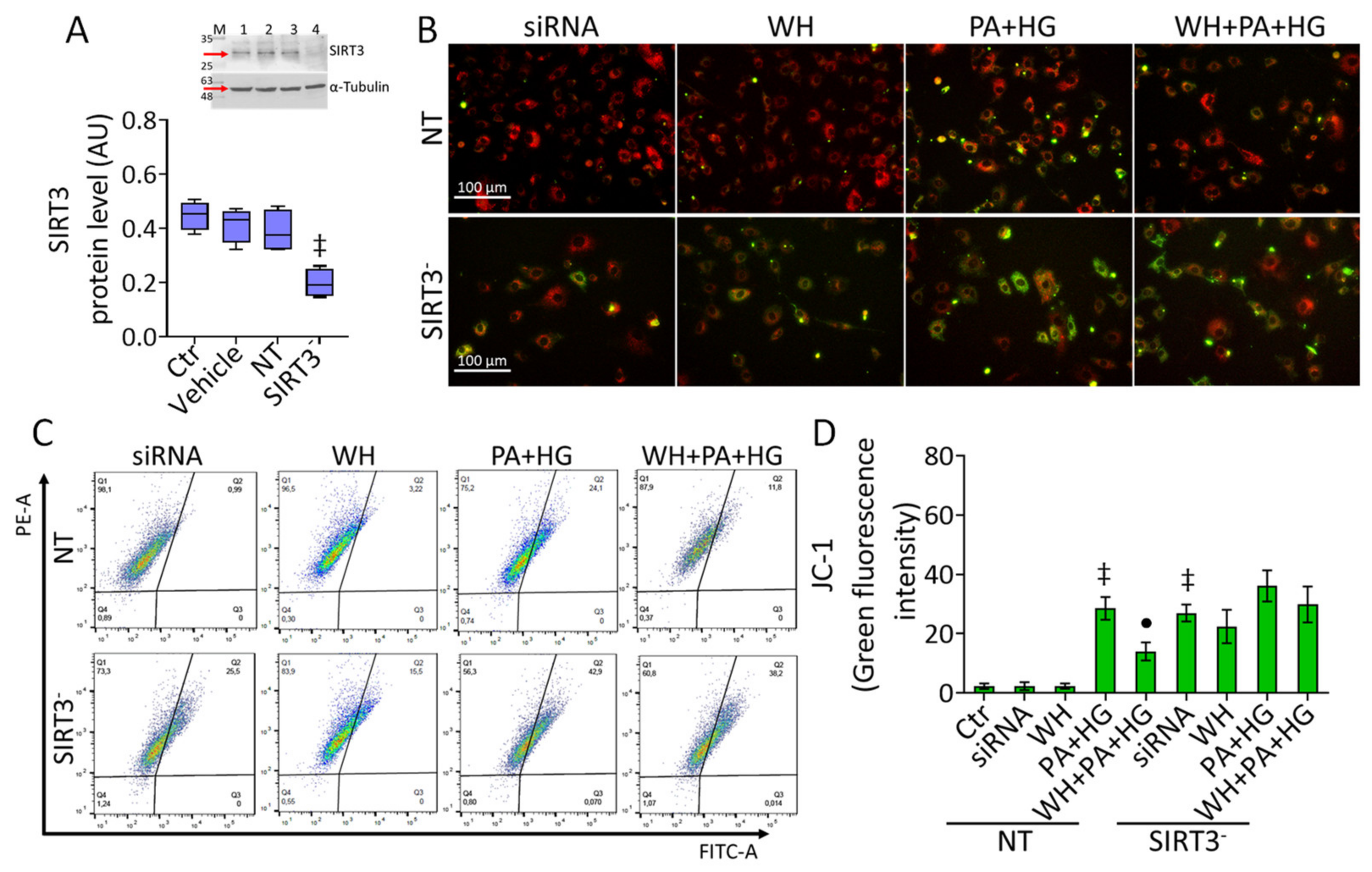 Antioxidants 12 01311 g006