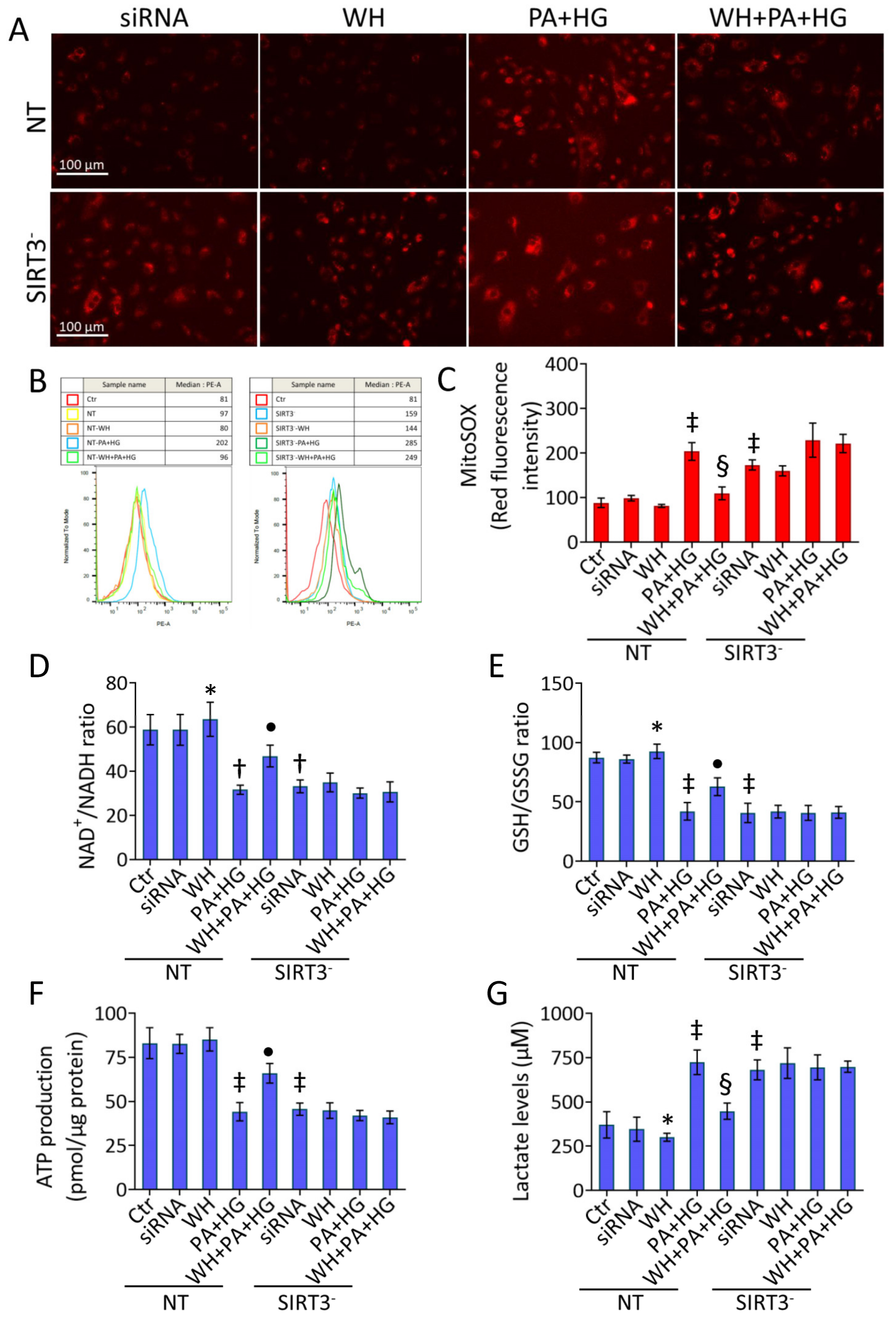 Antioxidants 12 01311 g007