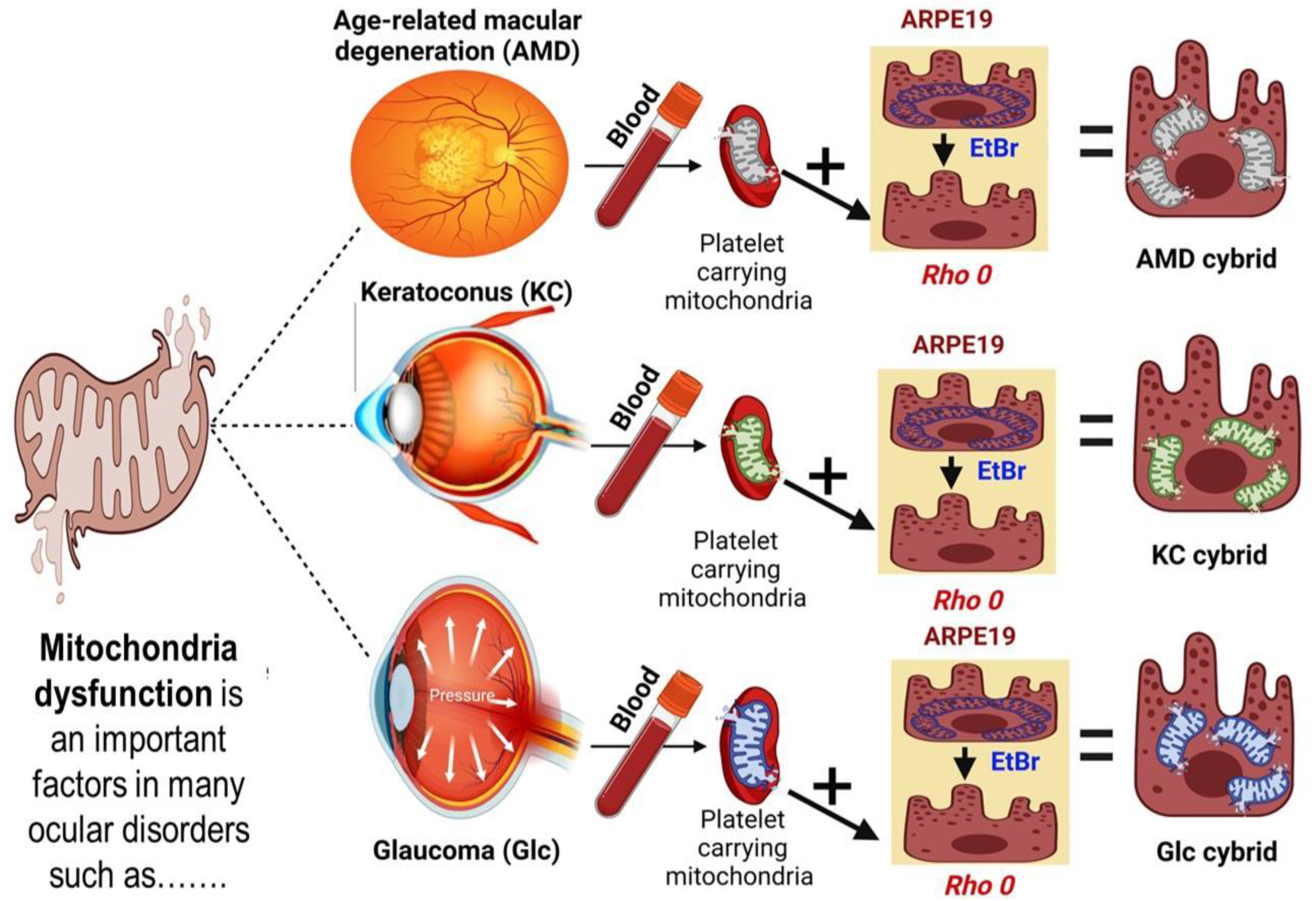 Antioxidants 12 01326 g001