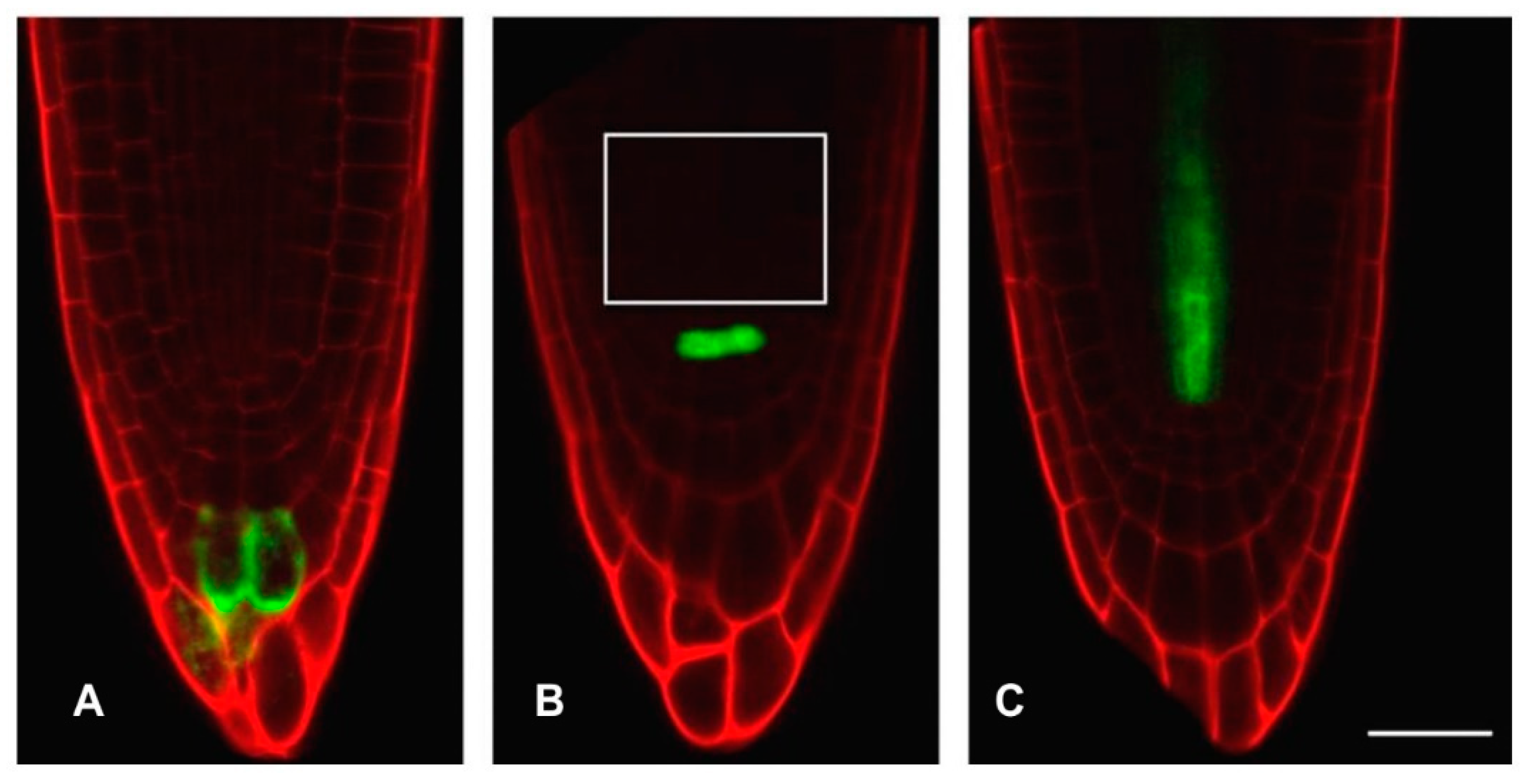 Antioxidants 12 01330 g001