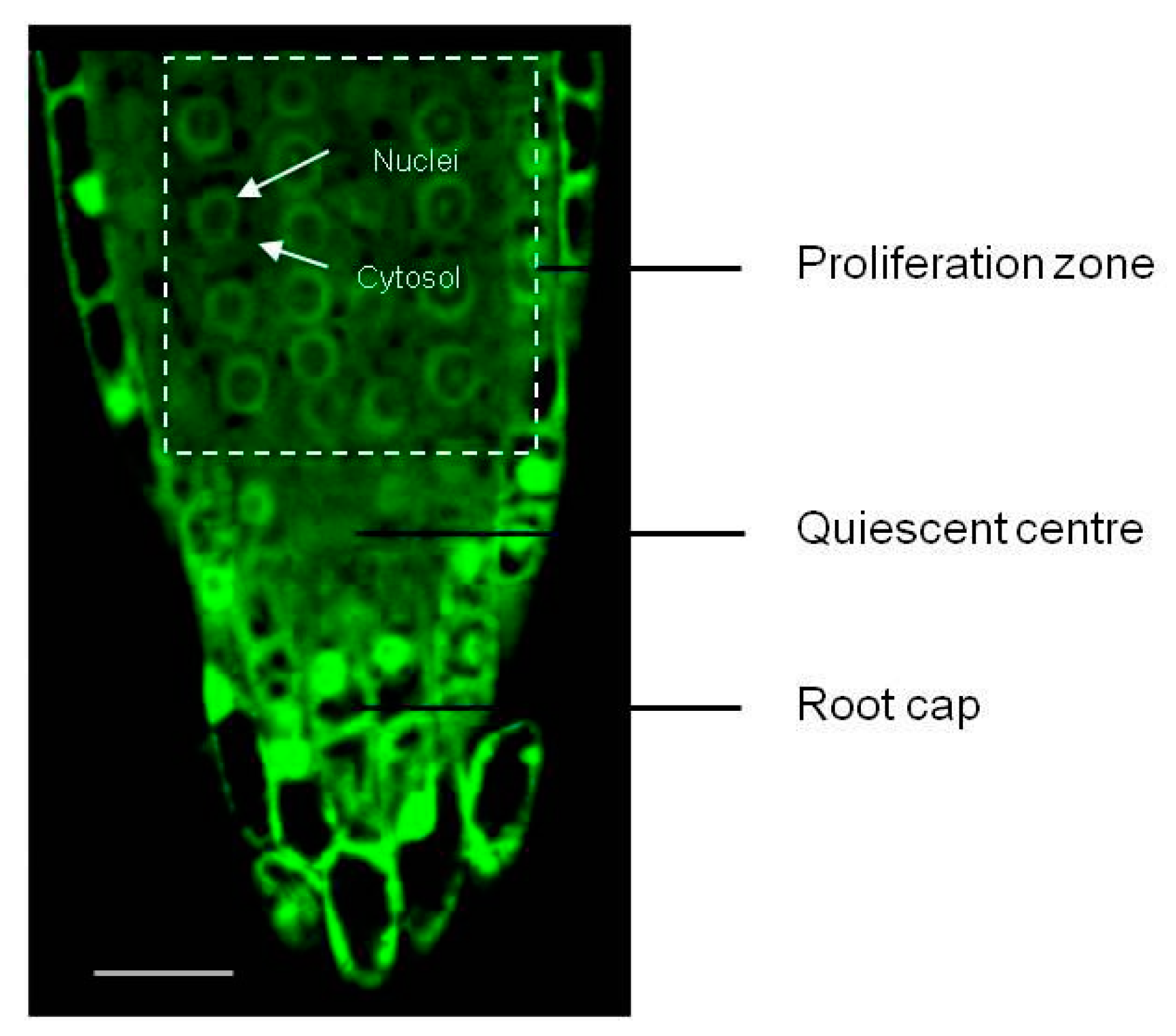 Antioxidants 12 01330 g002