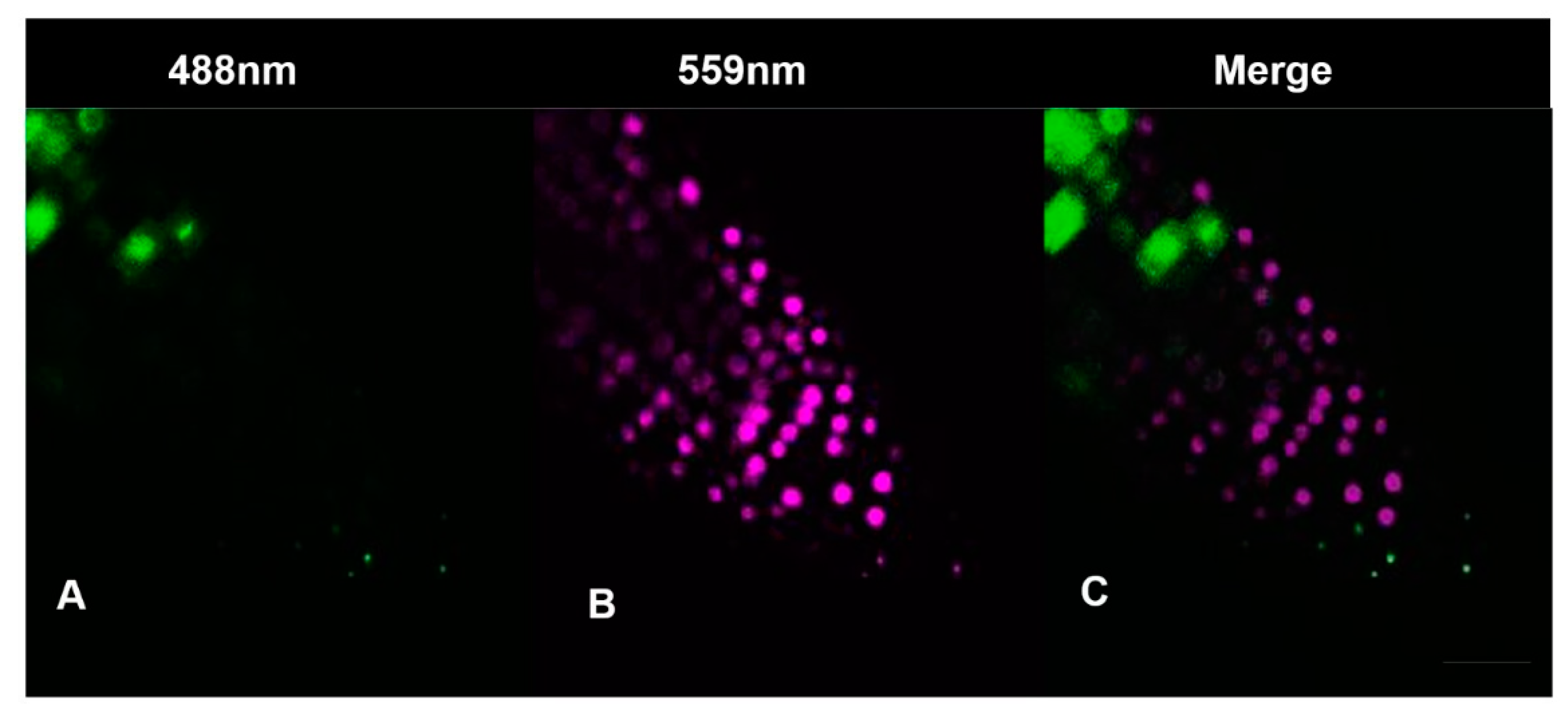 Antioxidants 12 01330 g004