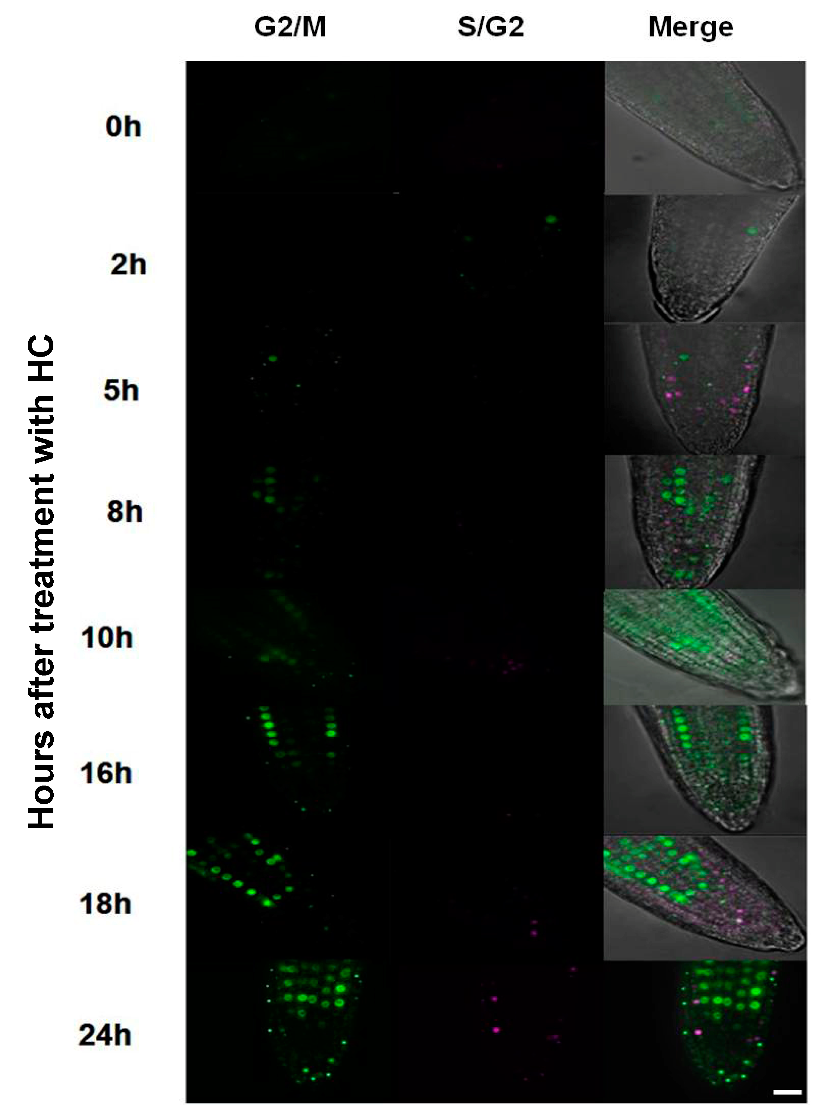 Antioxidants 12 01330 g008