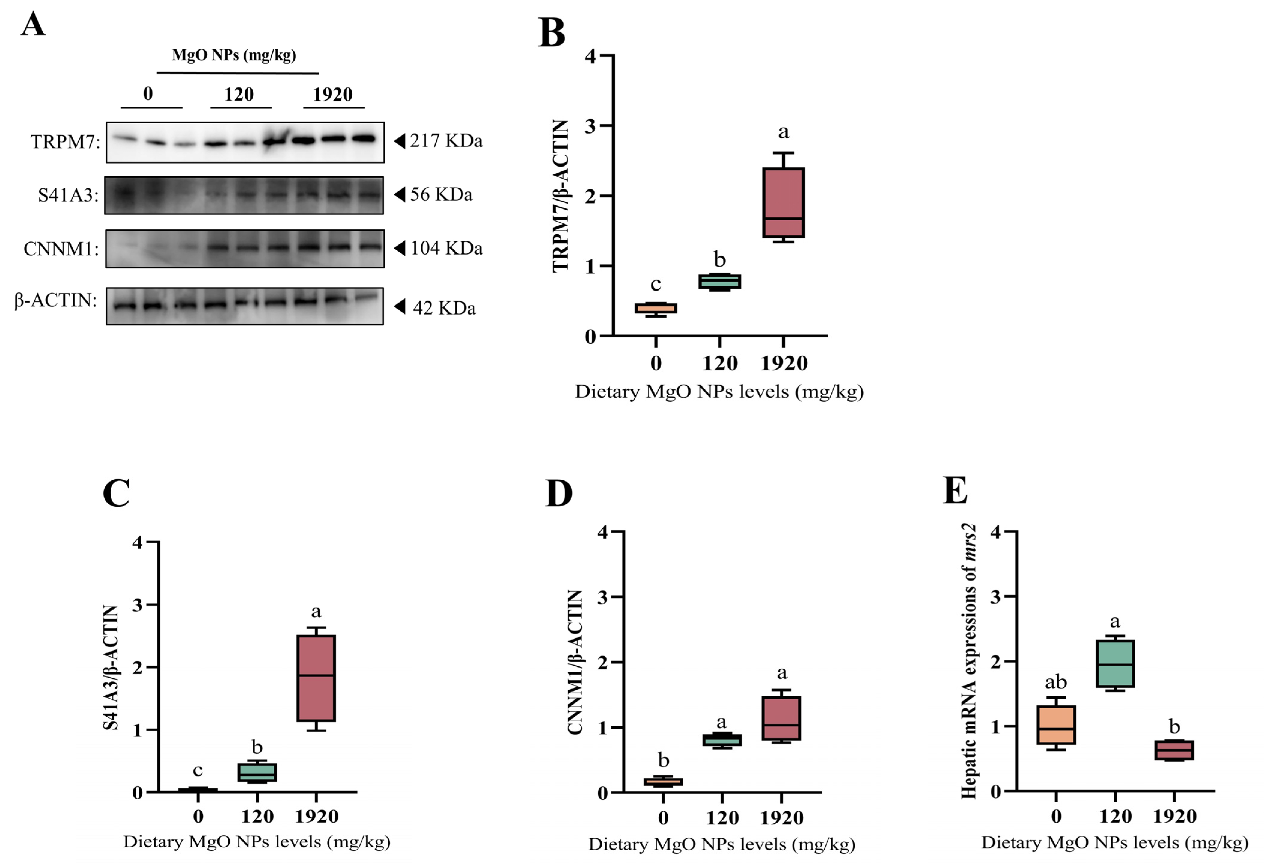 Antioxidants 12 01350 g005