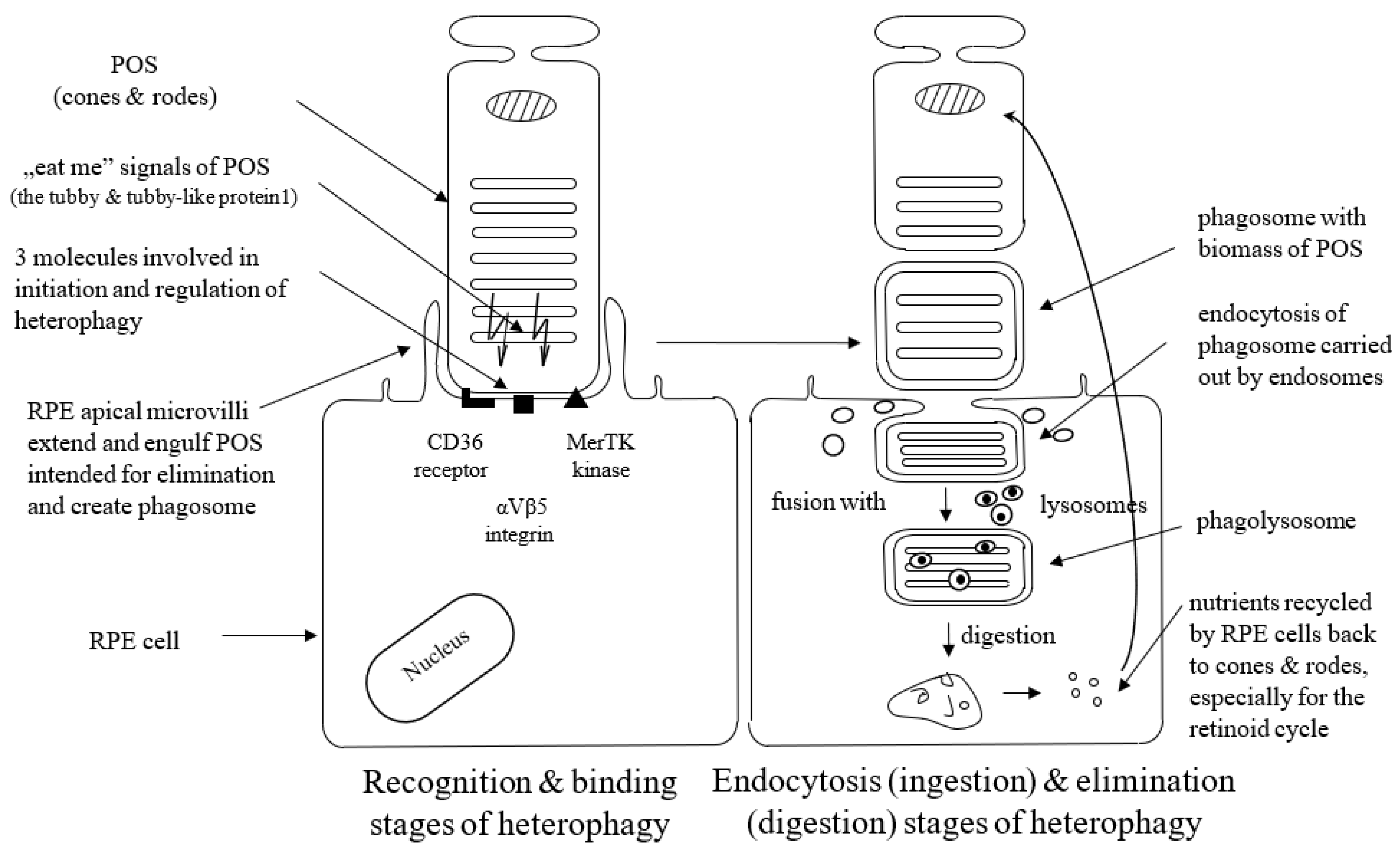 Antioxidants 12 01368 g001 Antioxidants 12 01368 g001