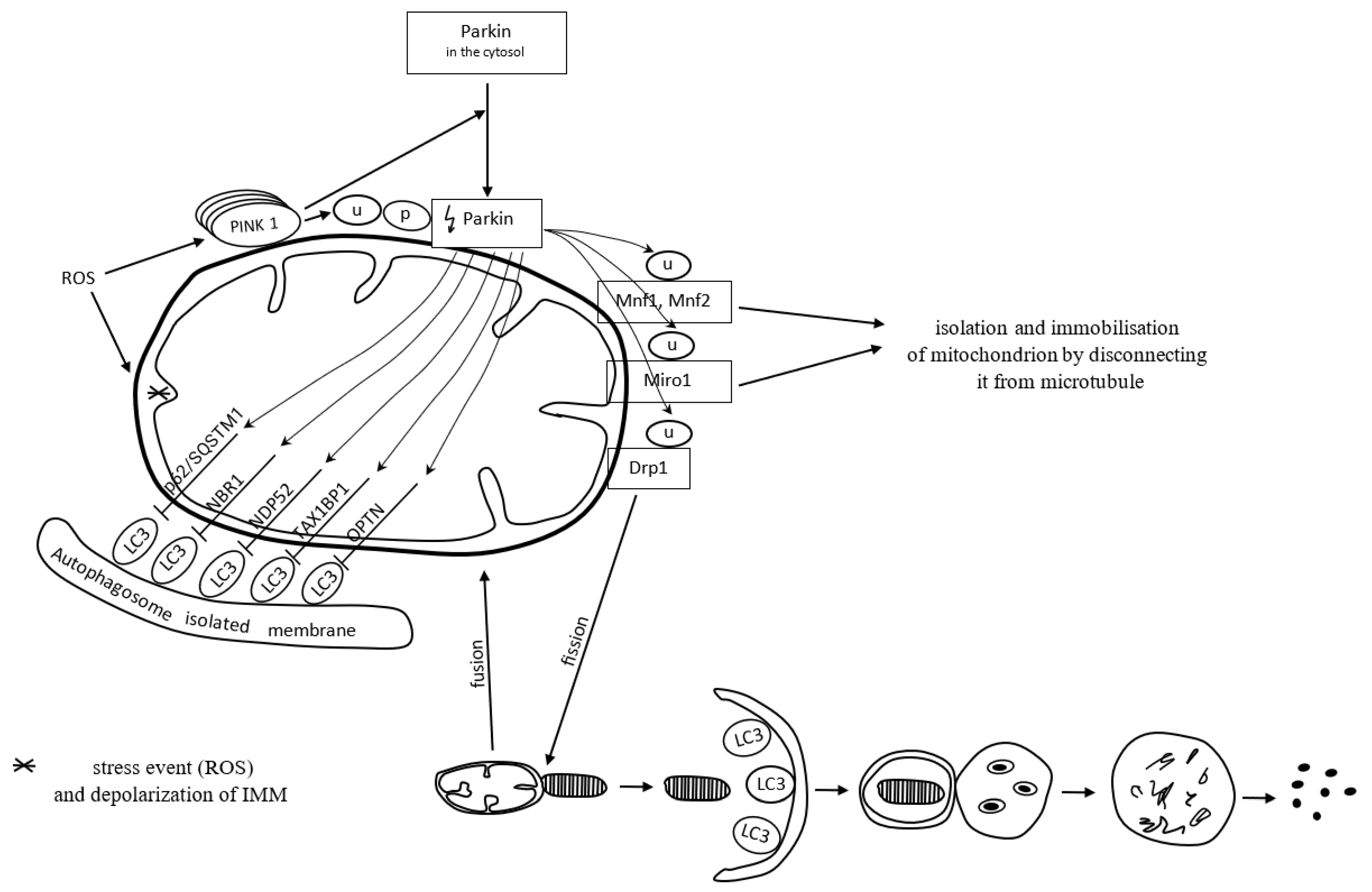 Antioxidants 12 01368 g003 Antioxidants 12 01368 g003