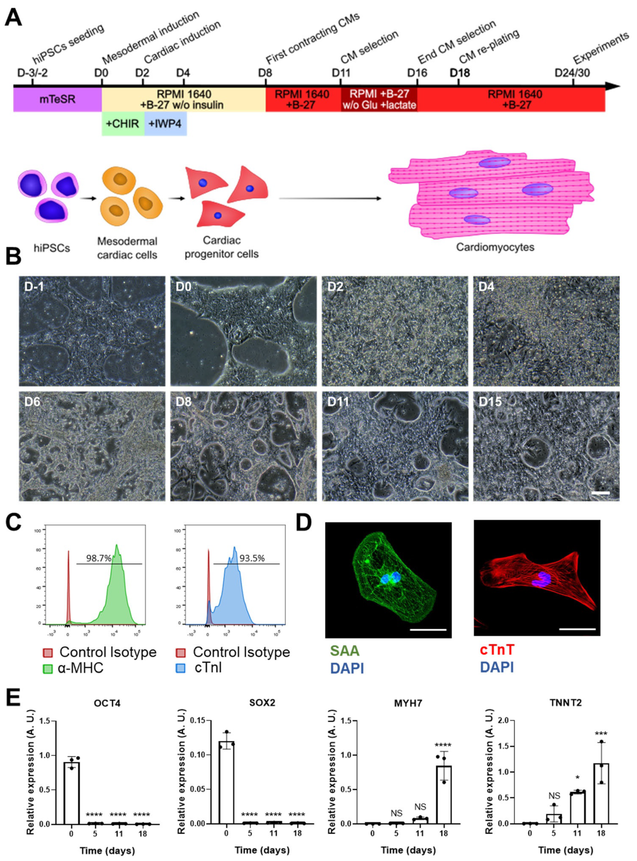 Antioxidants 12 01378 g001 Antioxidants 12 01378 g001