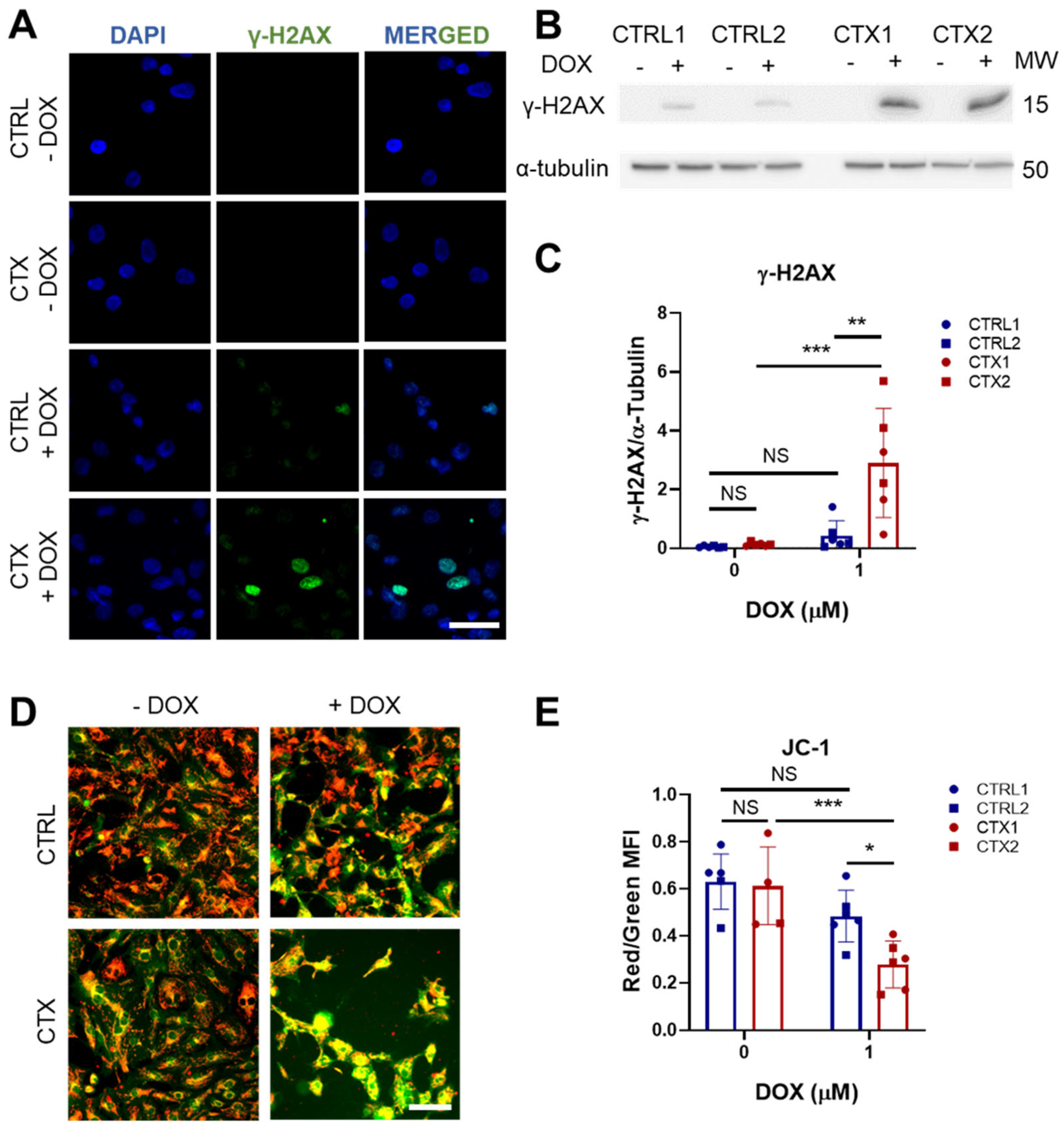 Antioxidants 12 01378 g004 Antioxidants 12 01378 g004