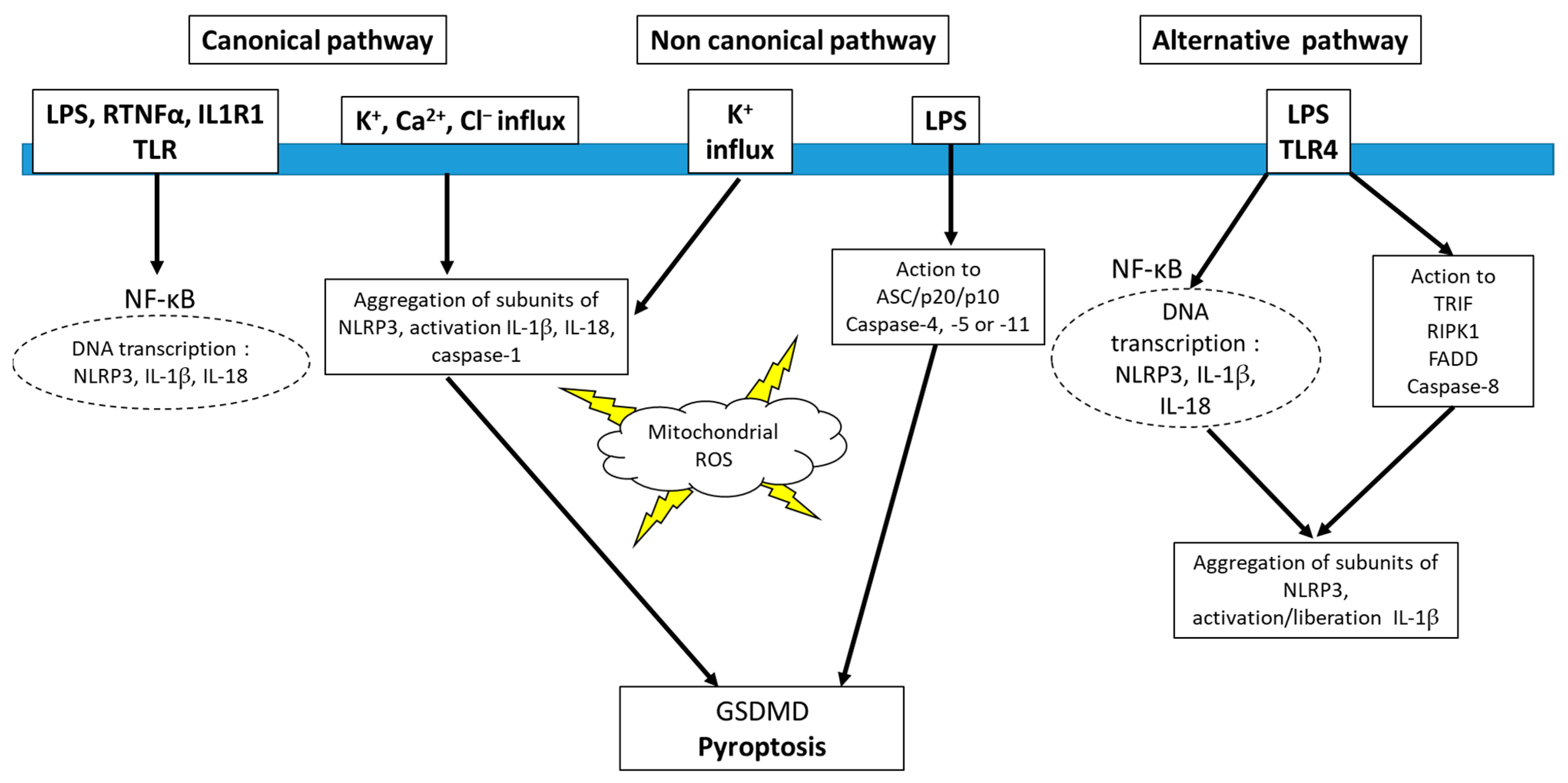 Antioxidants 12 01396 g002