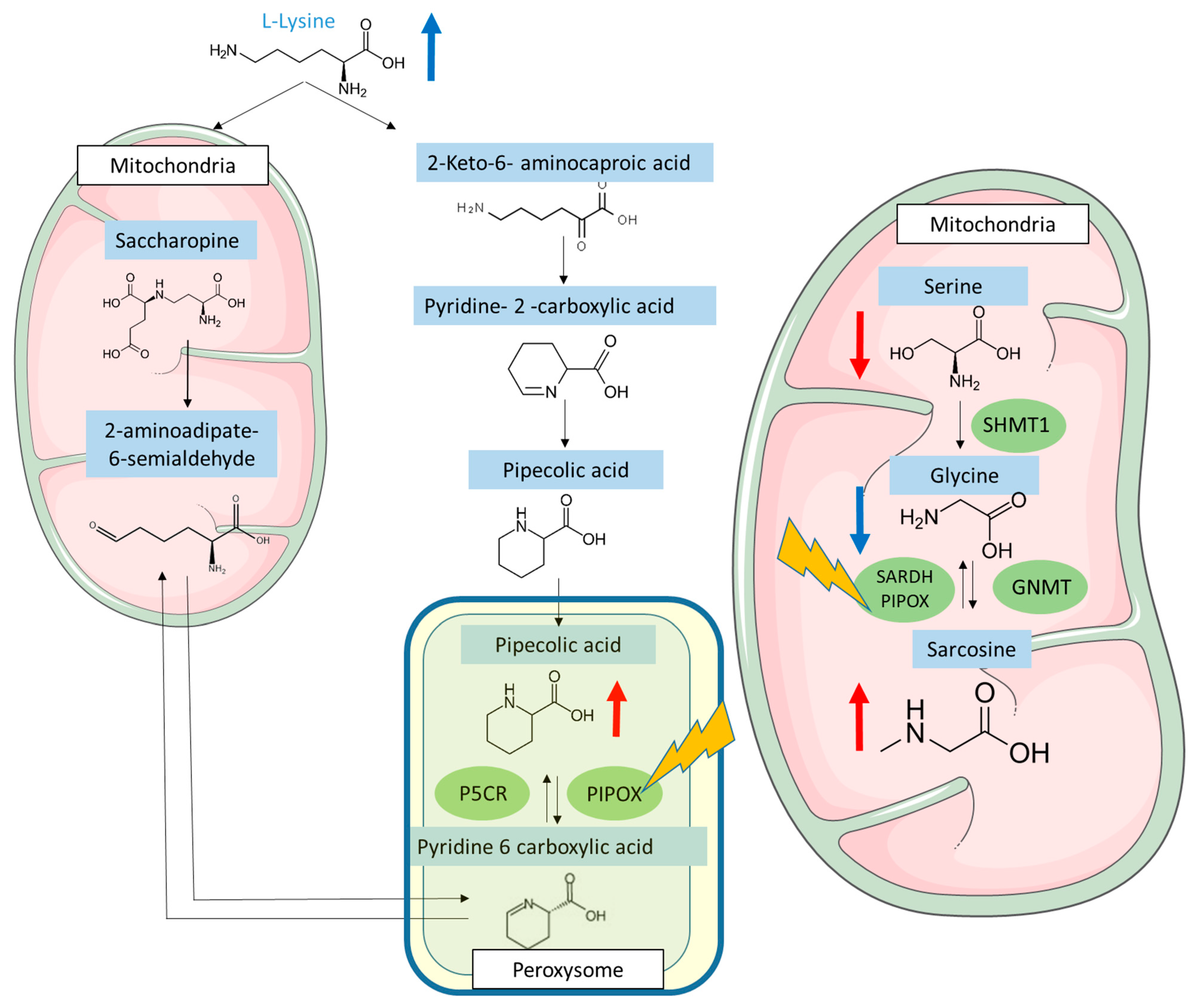 Antioxidants 12 01412 g004
