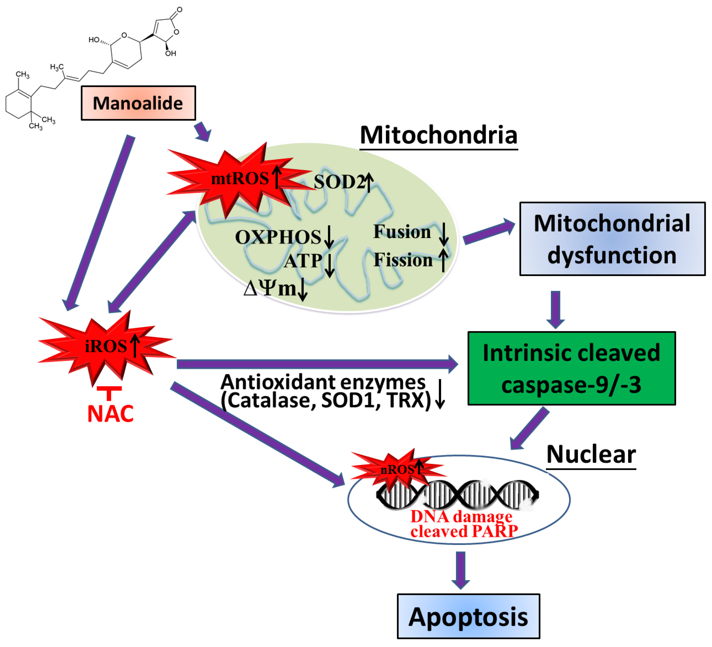 Antioxidants 12 01422 g006 Antioxidants 12 01422 g006