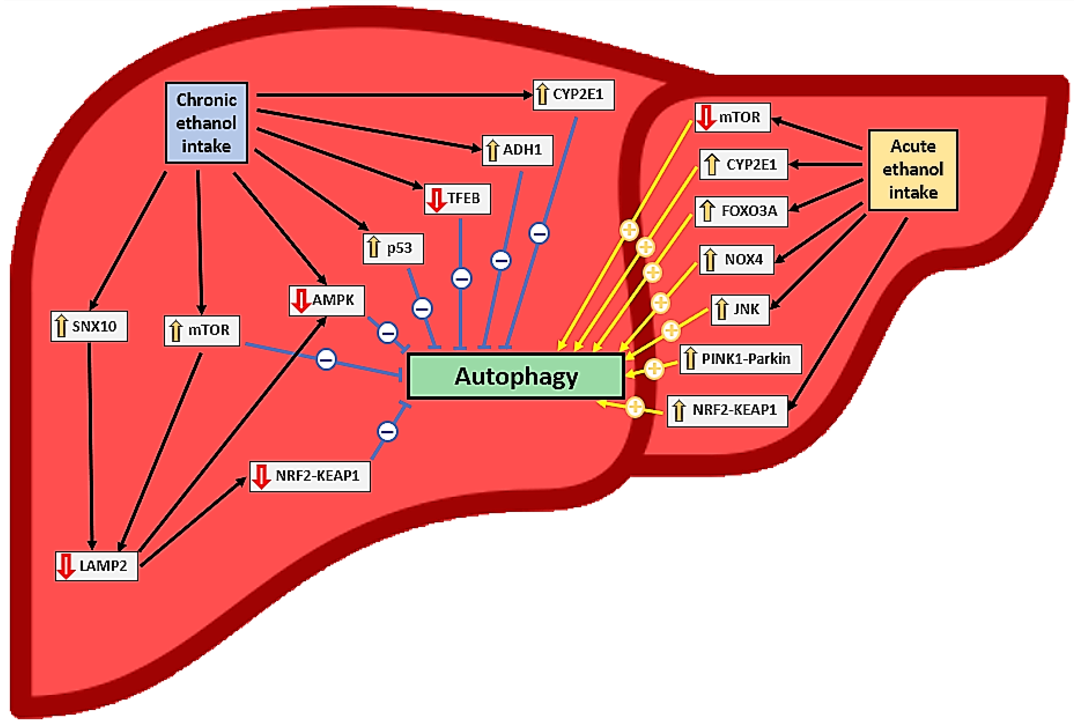Antioxidants 12 01425 g002 Antioxidants 12 01425 g002