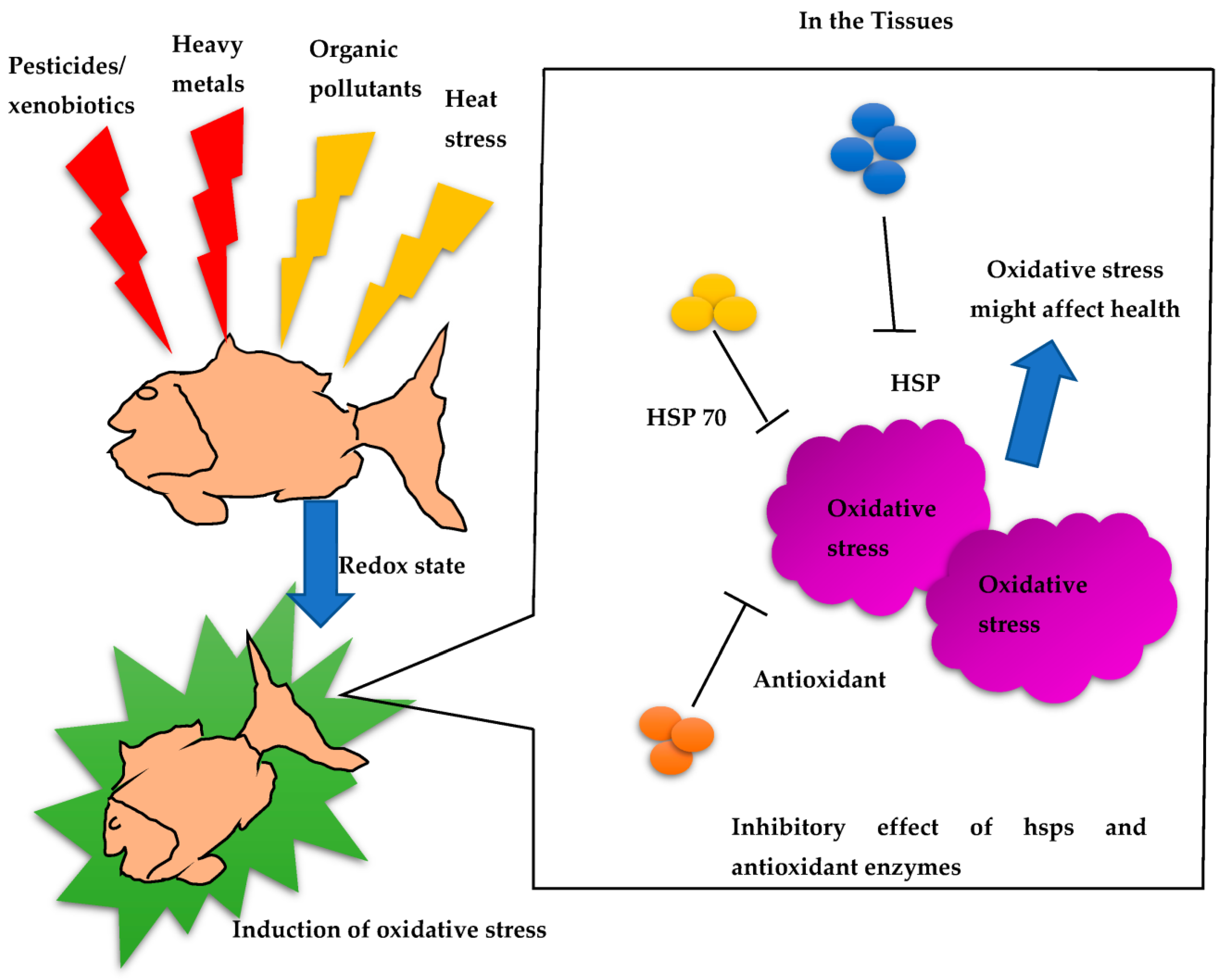 Antioxidants | Free Full-Text | A Review on the Involvement of Heat Shock  Proteins (Extrinsic Chaperones) in Response to Stress Conditions in Aquatic  Organisms