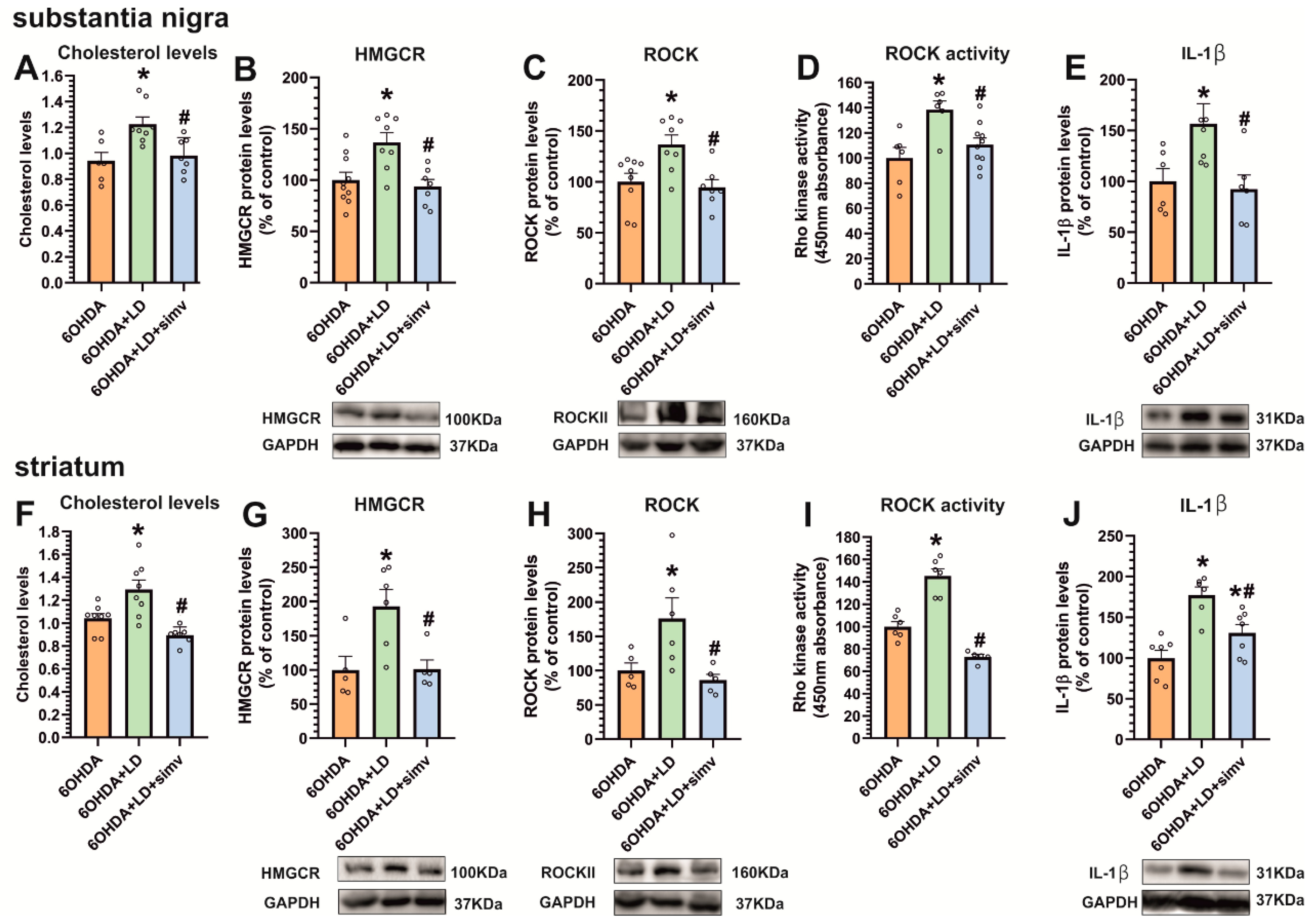 Antioxidants 12 01454 g005 Antioxidants 12 01454 g005