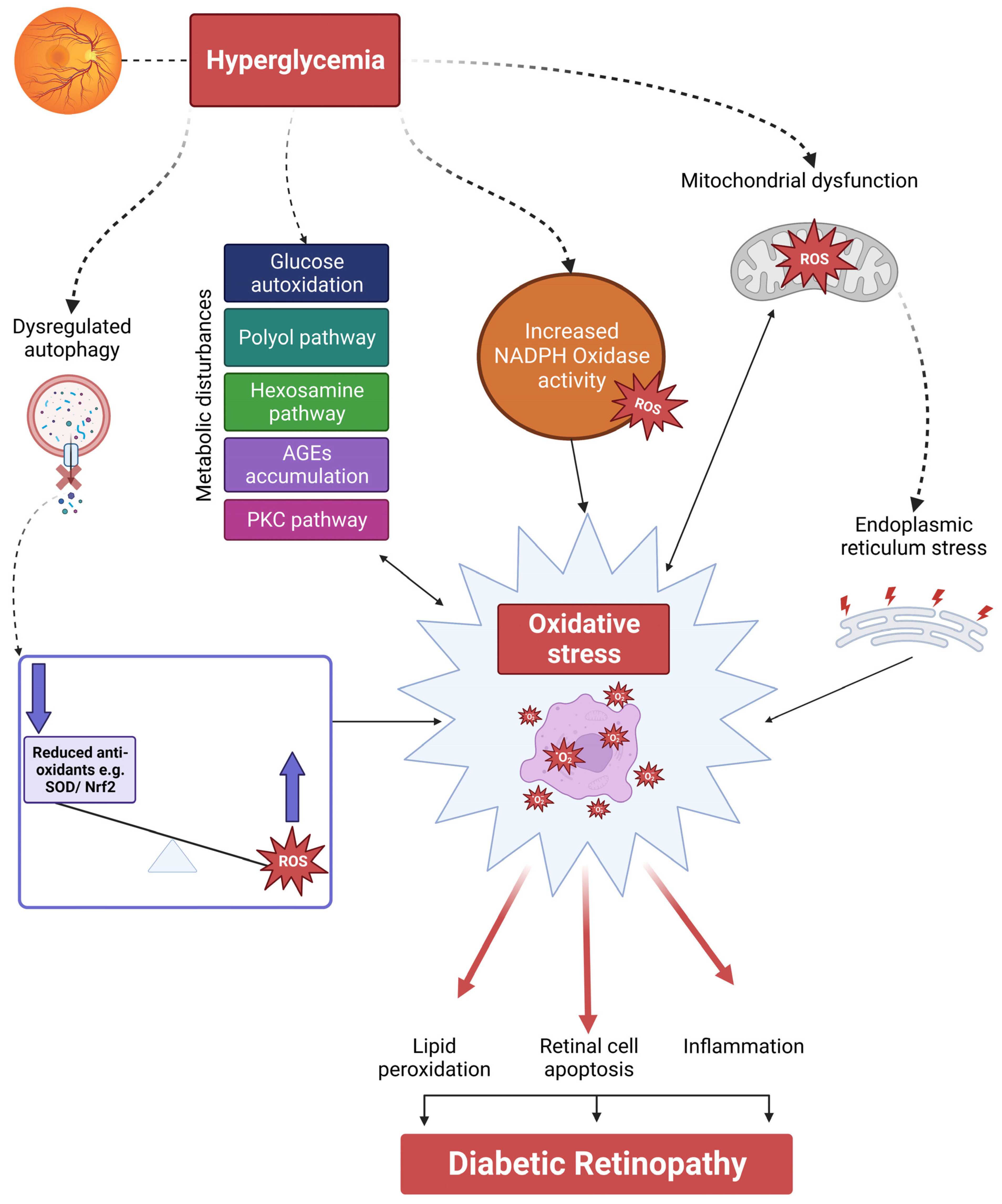 Antioxidants 12 01466 g002 Antioxidants 12 01466 g002