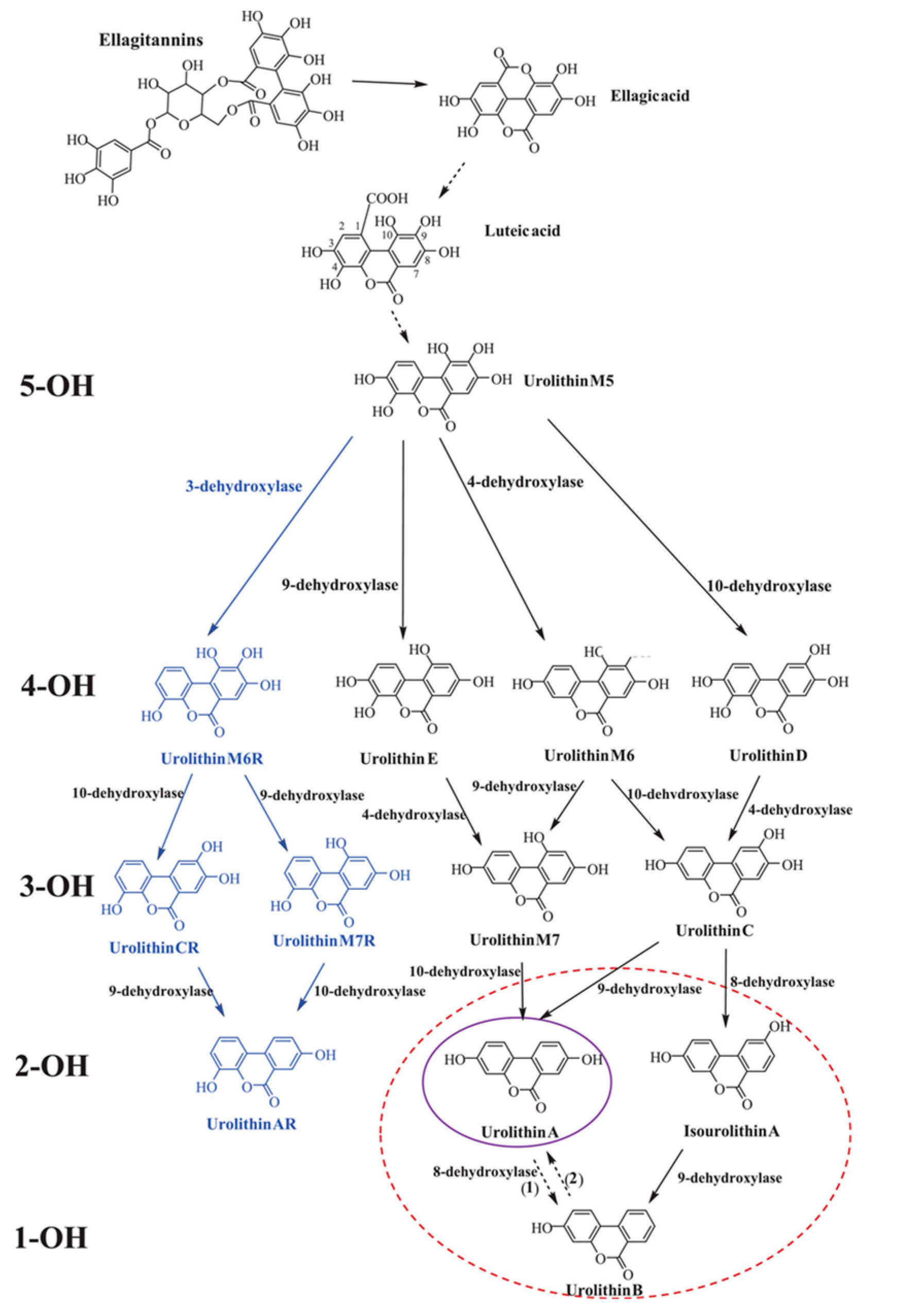 Antioxidants 12 01479 g001 Antioxidants 12 01479 g001