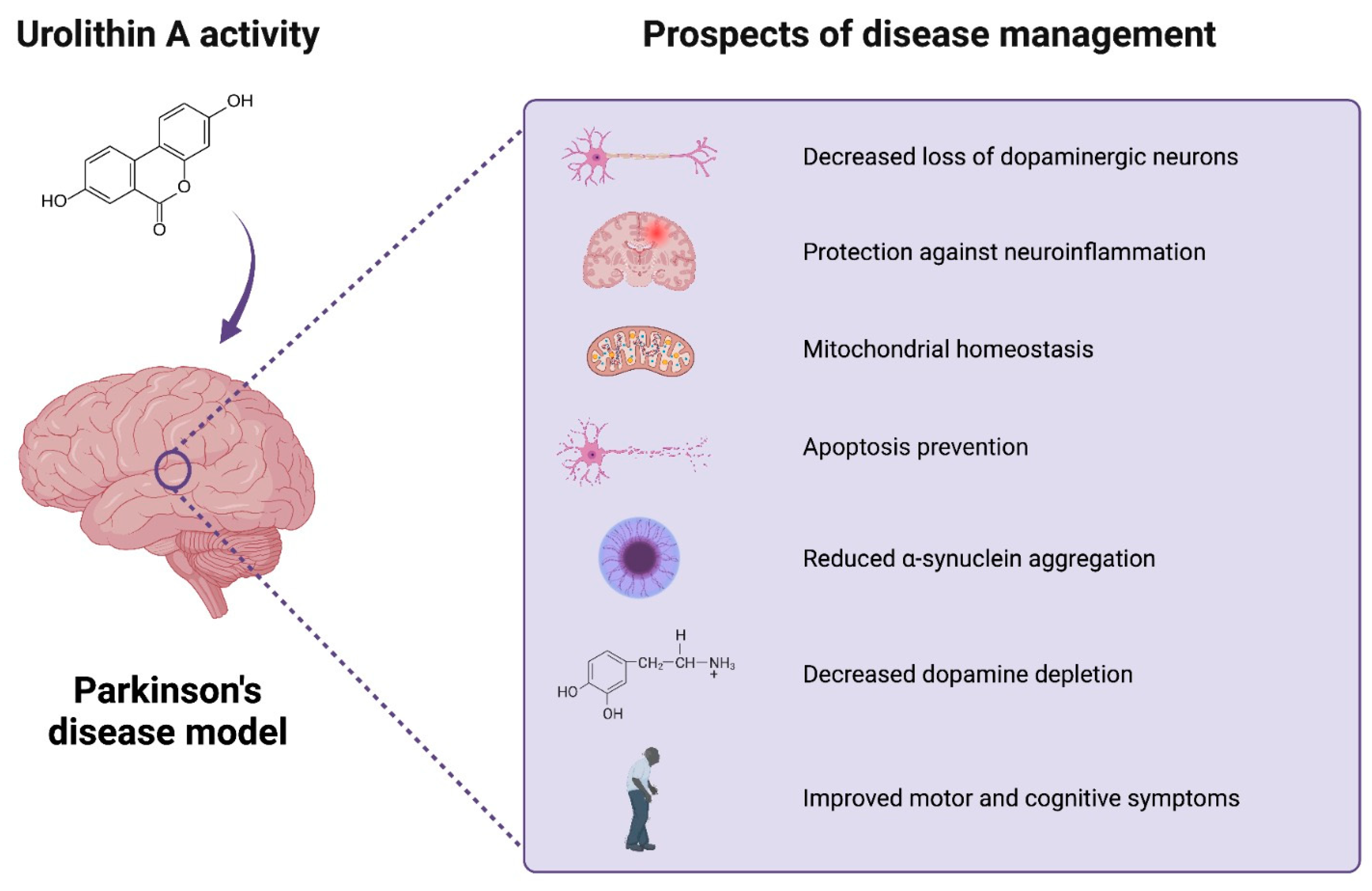 Antioxidants 12 01479 g003 Antioxidants 12 01479 g003