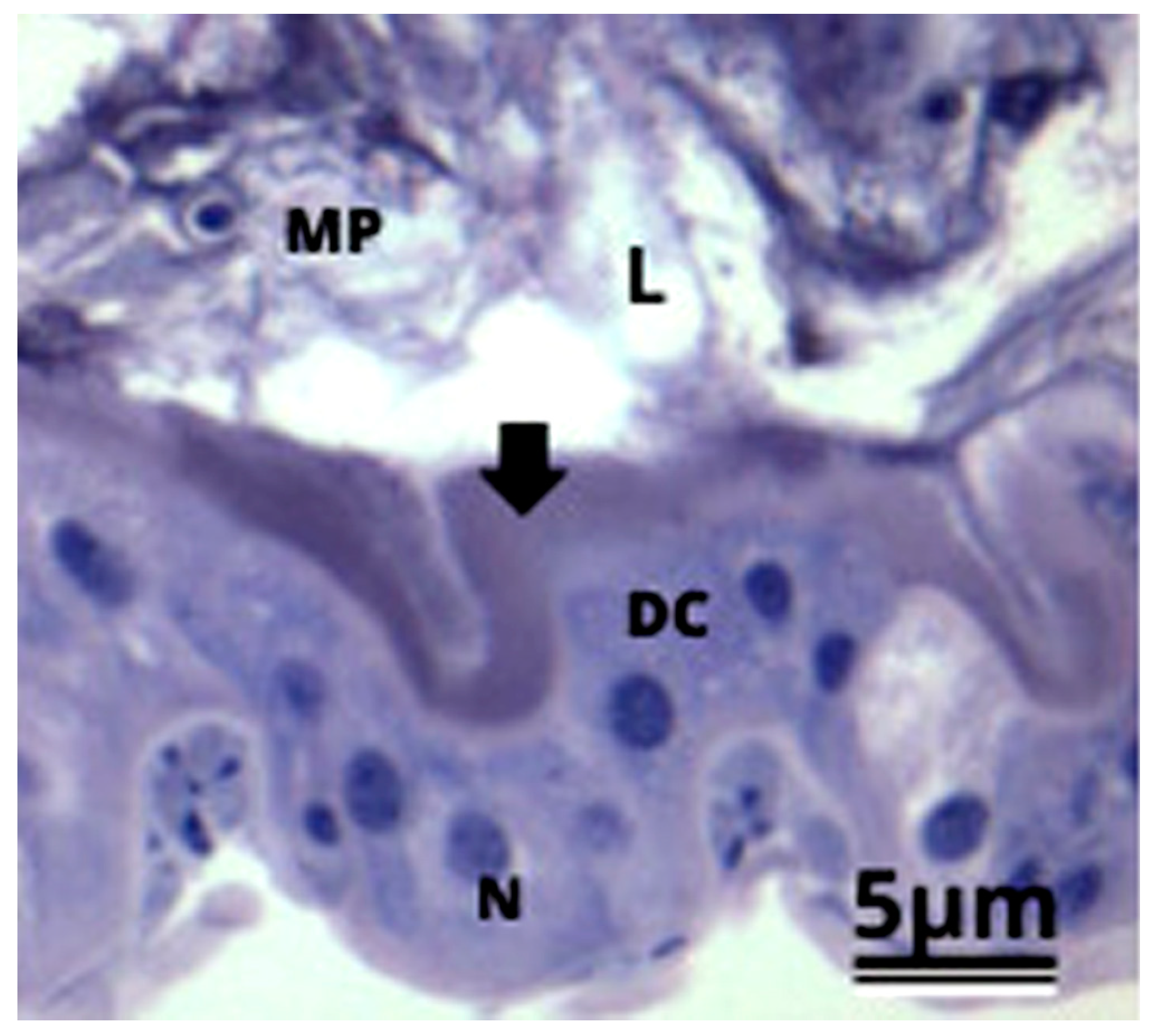 Antioxidants 12 01510 g001 Antioxidants 12 01510 g001