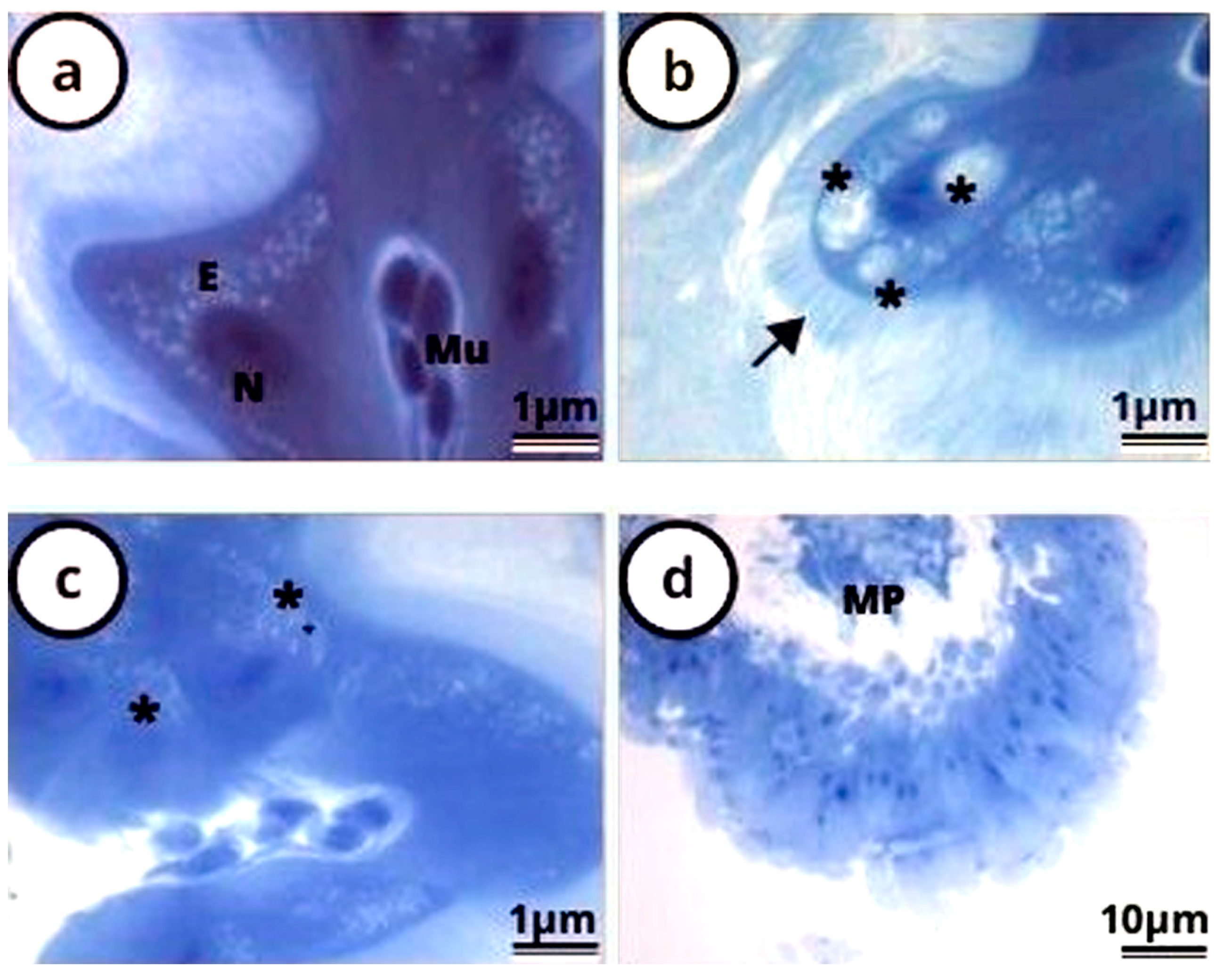 Antioxidants 12 01510 g003 Antioxidants 12 01510 g003