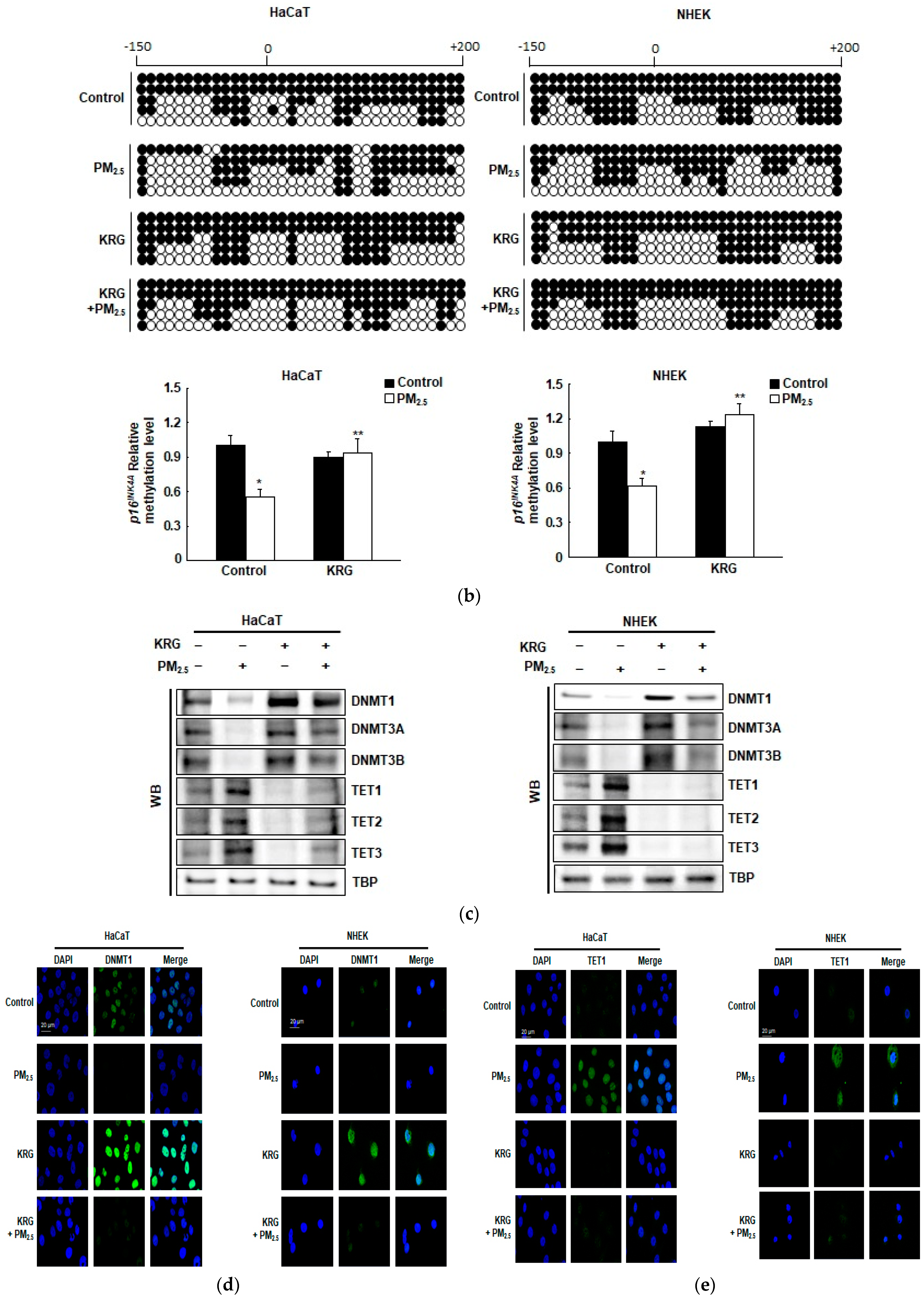 Antioxidants 12 01516 g003b