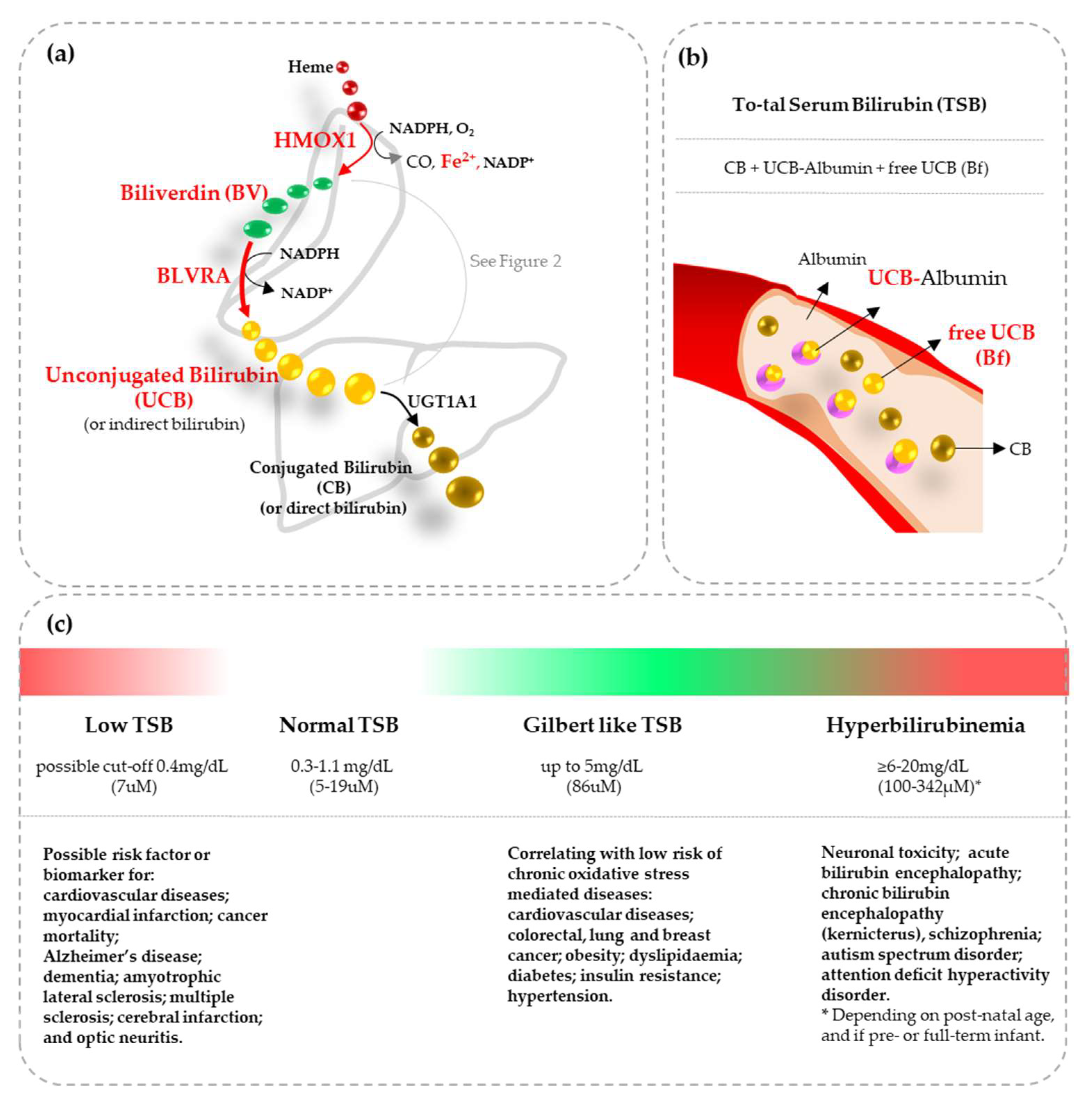 Antioxidants 12 01525 g001