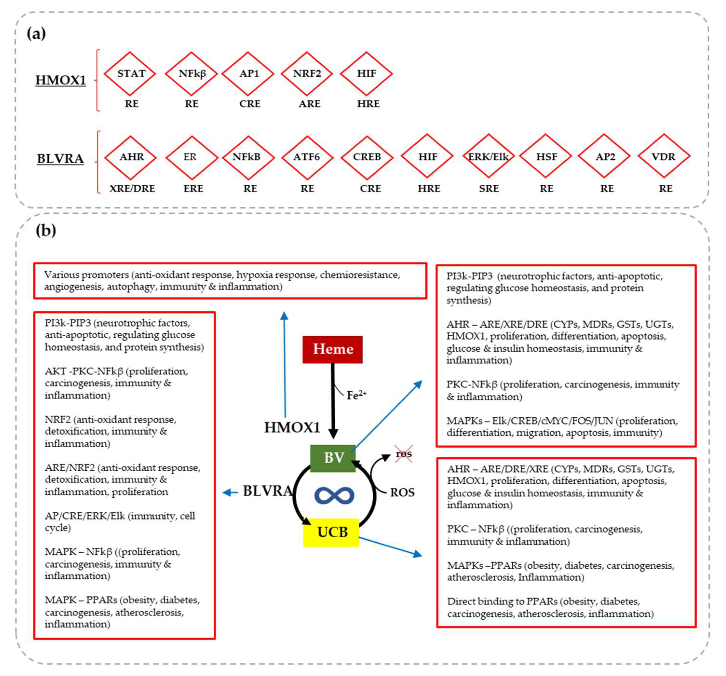 Antioxidants 12 01525 g002