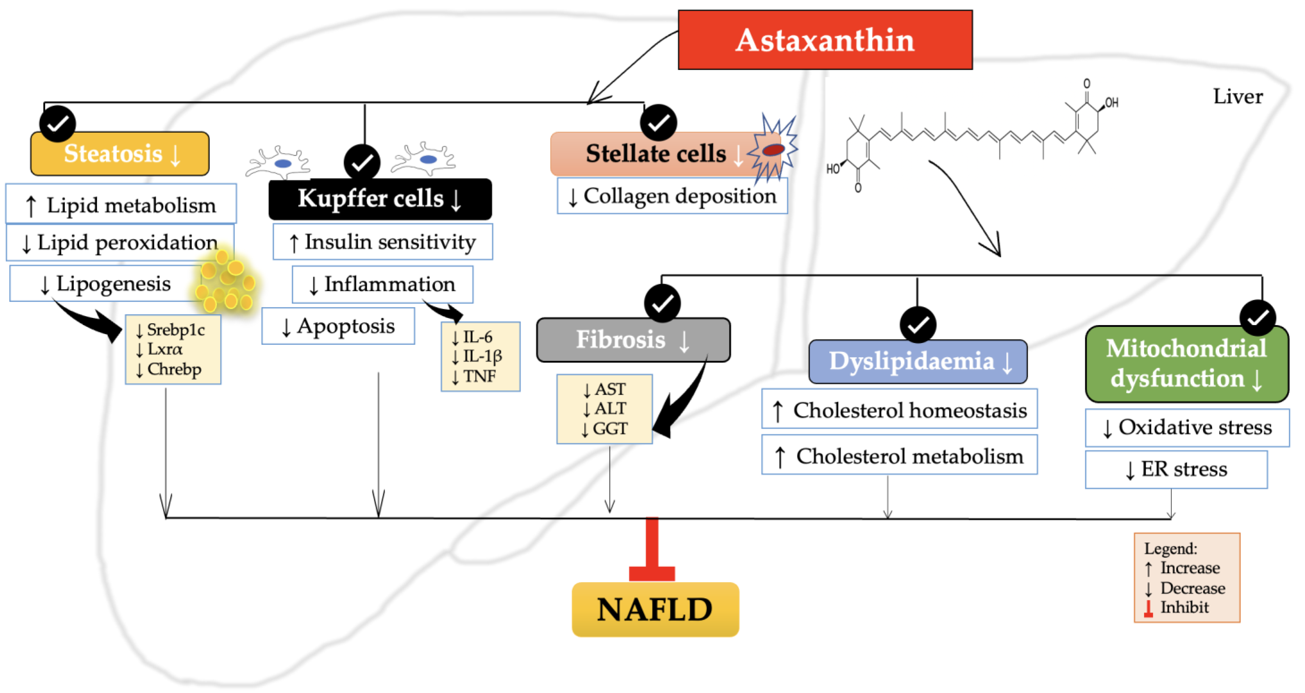 Astaxanthin and cholesterol levels